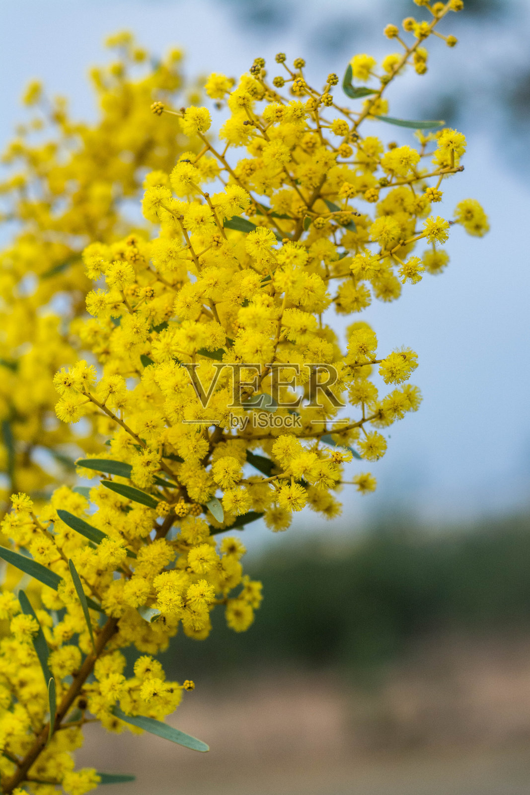 金合欢树照片摄影图片