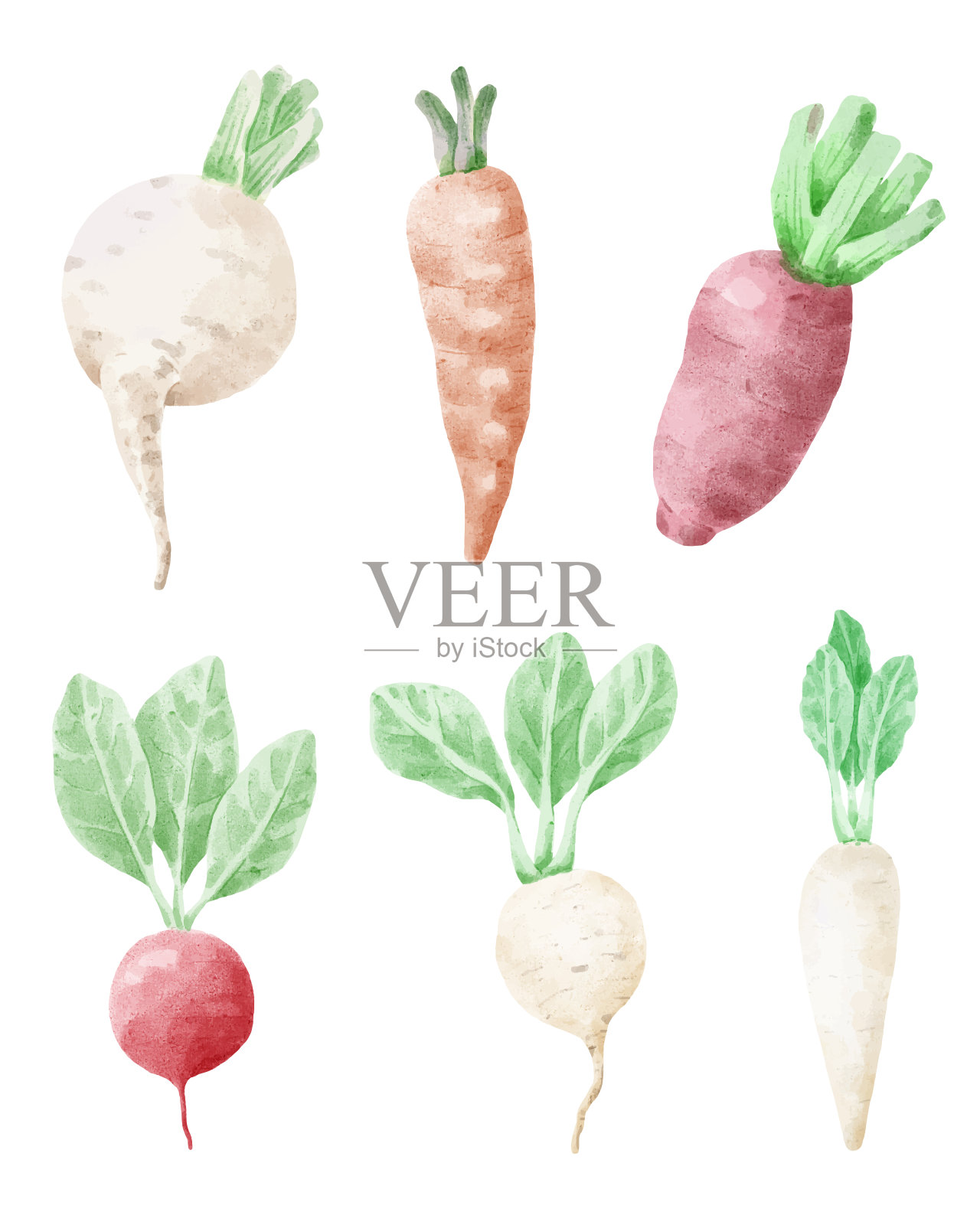 胡萝卜和甜菜根蔬菜卡通矢量插图孤立在水彩风格设计元素图片