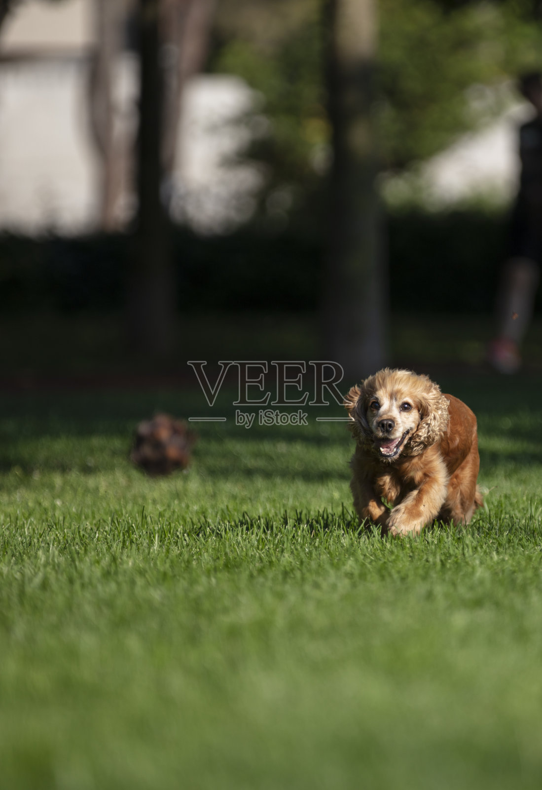 英国可卡犬照片摄影图片