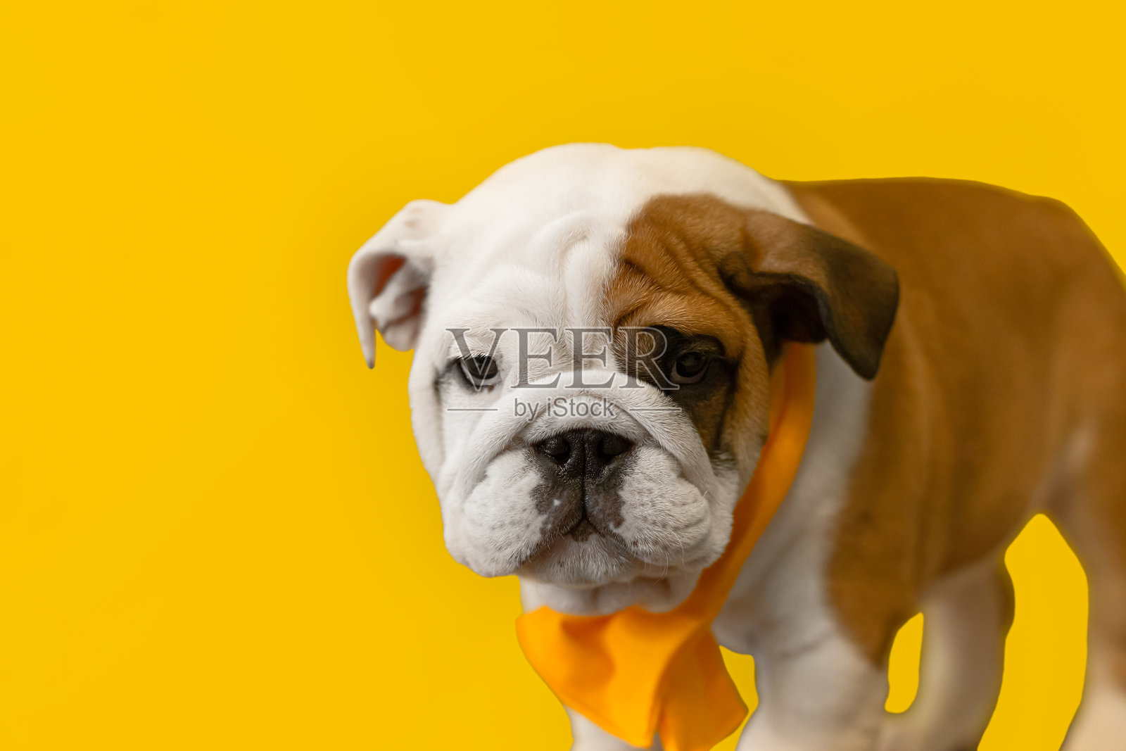 有趣的英国斗牛犬小狗在黄色的背景。宠物。一只纯种狗照片摄影图片