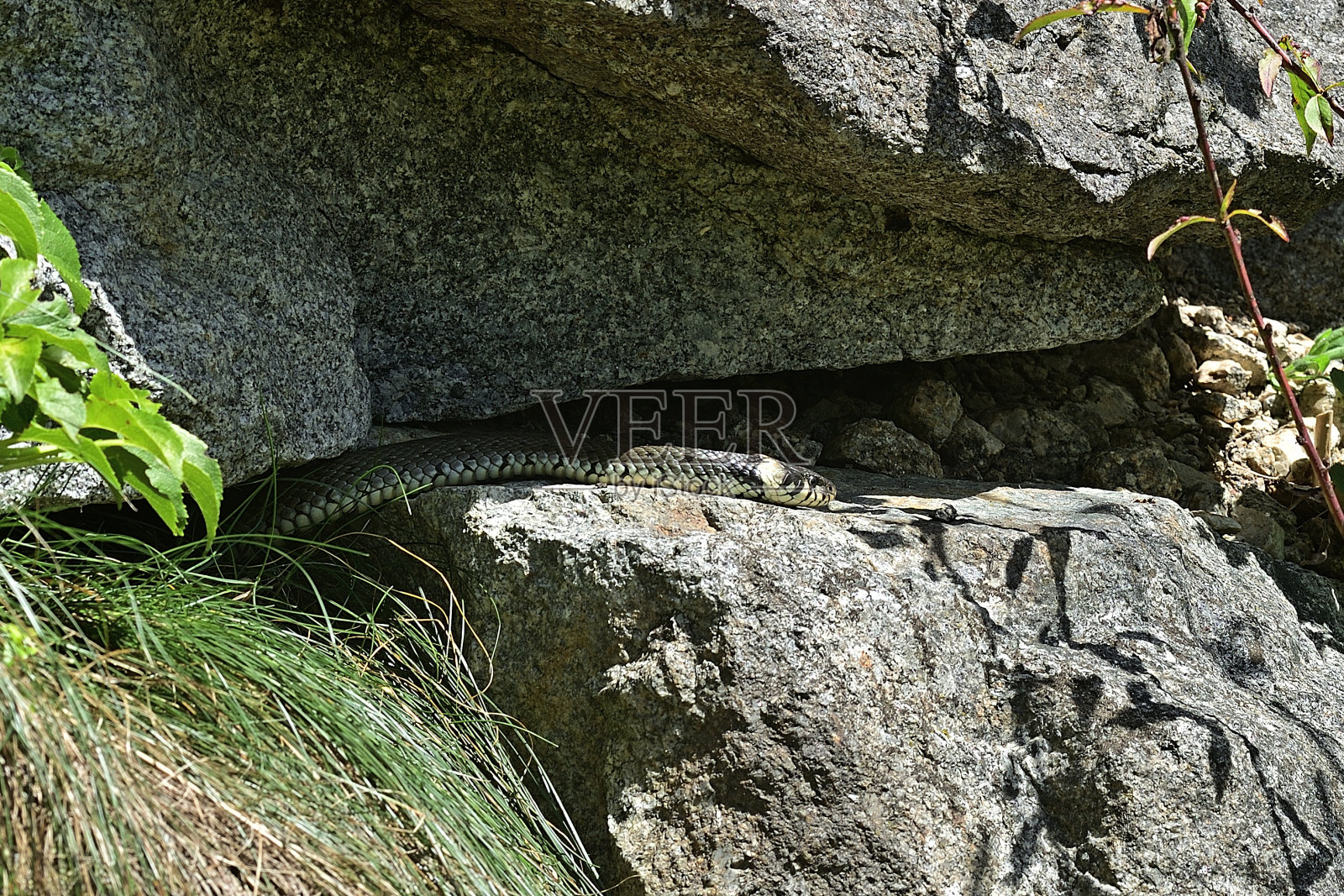 草蛇寻找温暖的地方照片摄影图片