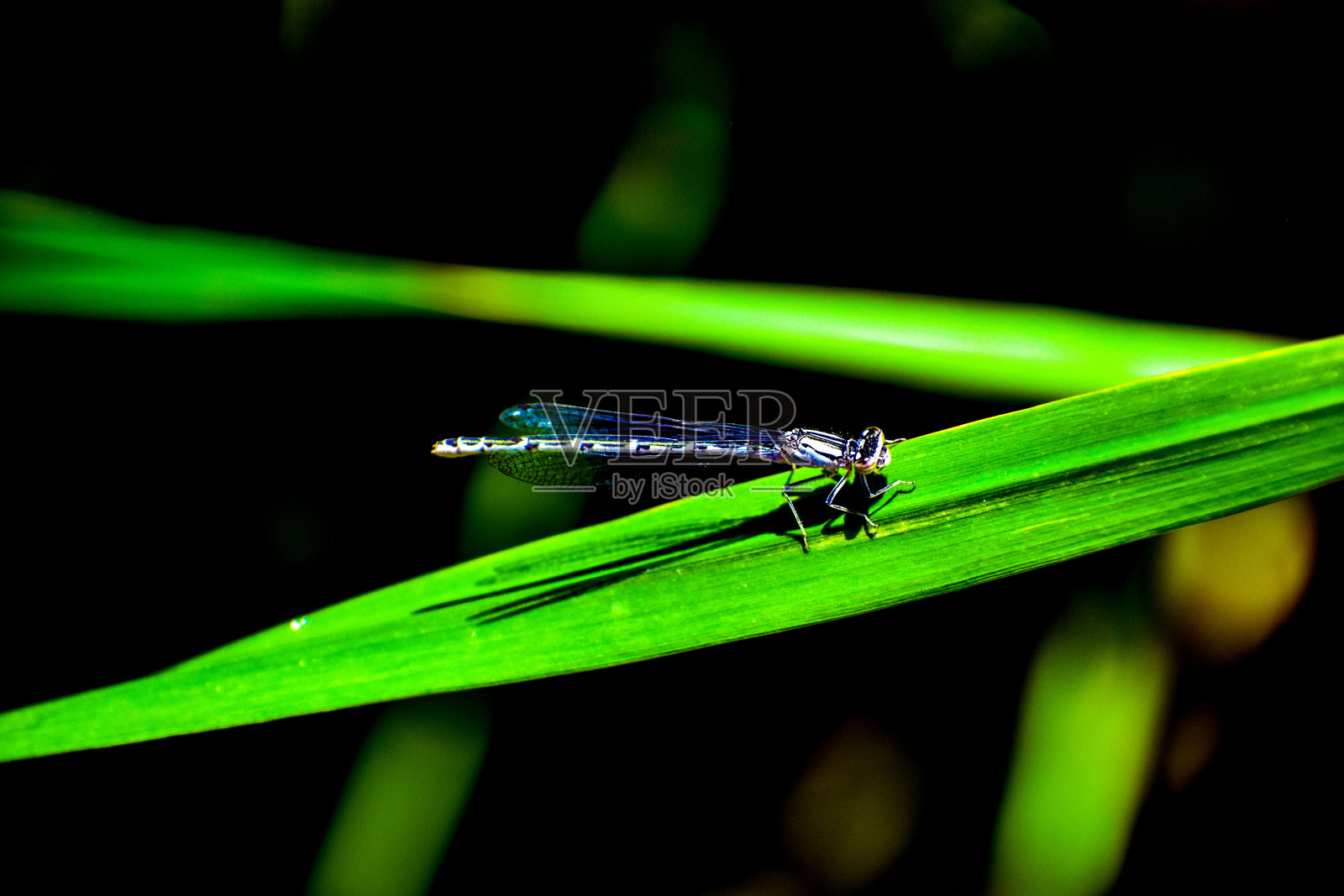蜻蜓在一片叶子上照片摄影图片