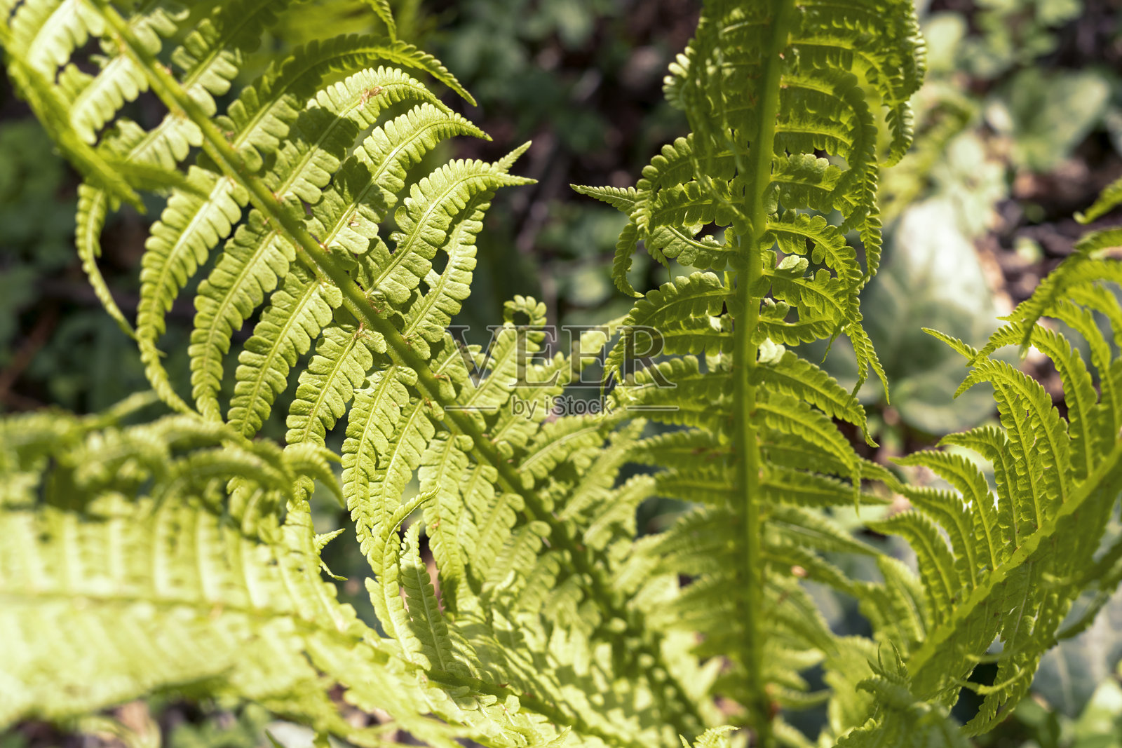 旋鹰蕨类幼芽在春季森林的阳光下，植物生长，美丽的自然，蕨类或普通蕨叶照片摄影图片