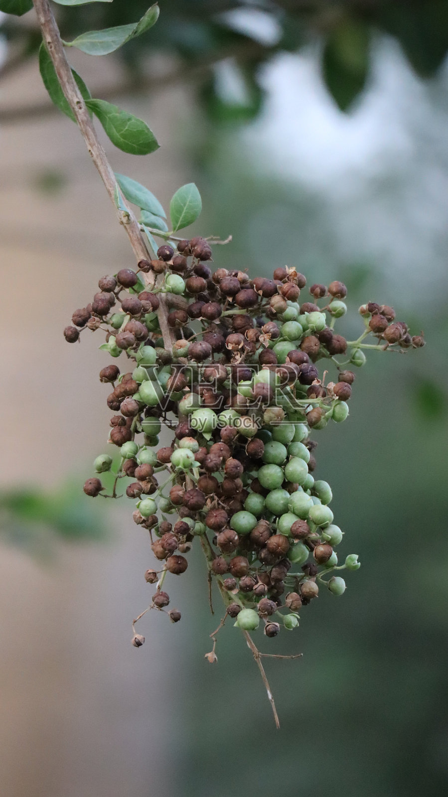 Rawdat Al Khail公园的花朵照片摄影图片