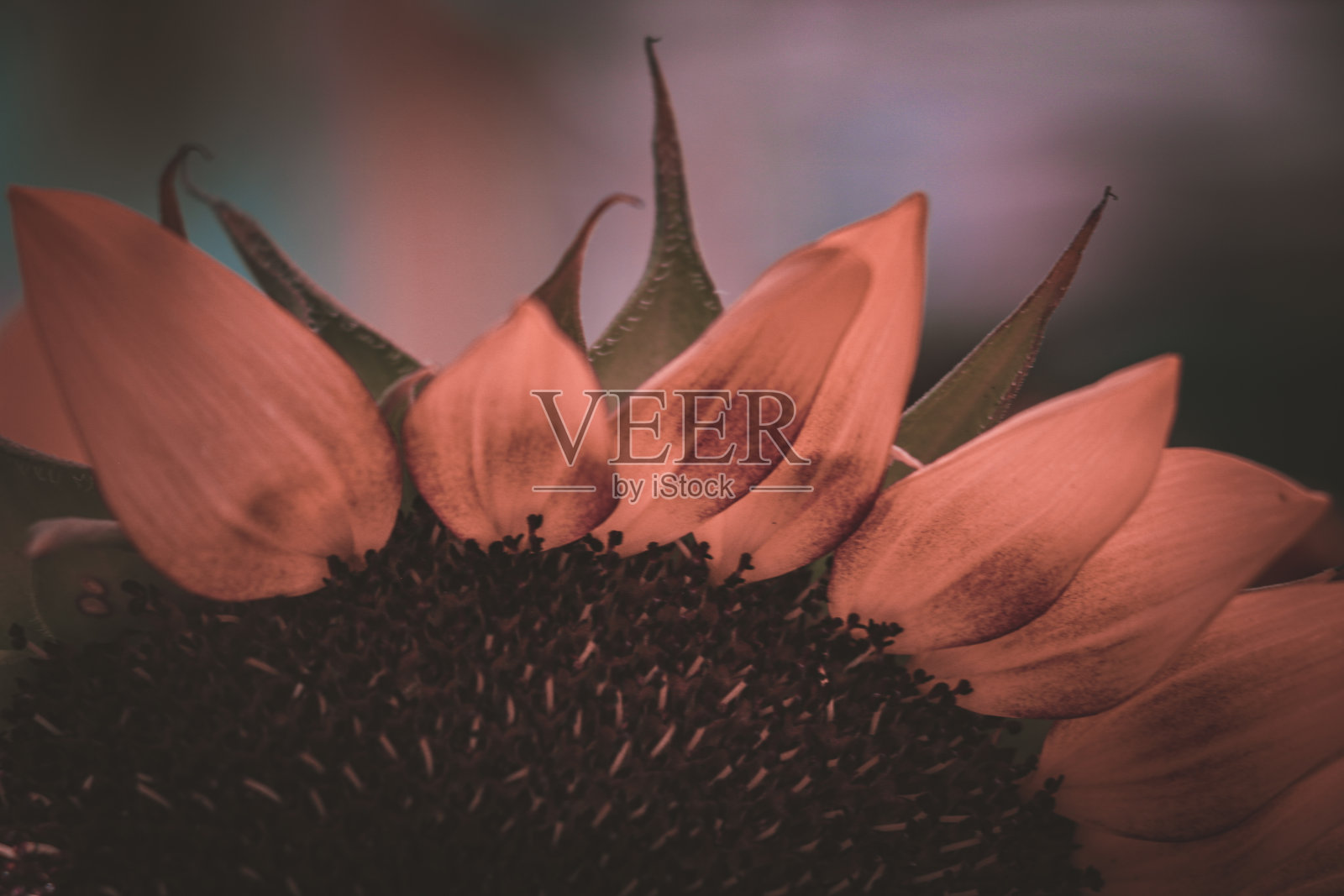 向日葵照片摄影图片