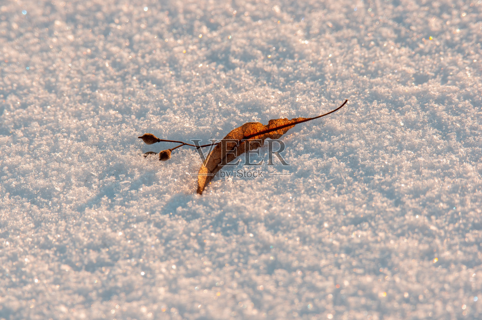 林登花躺在雪地里照片摄影图片