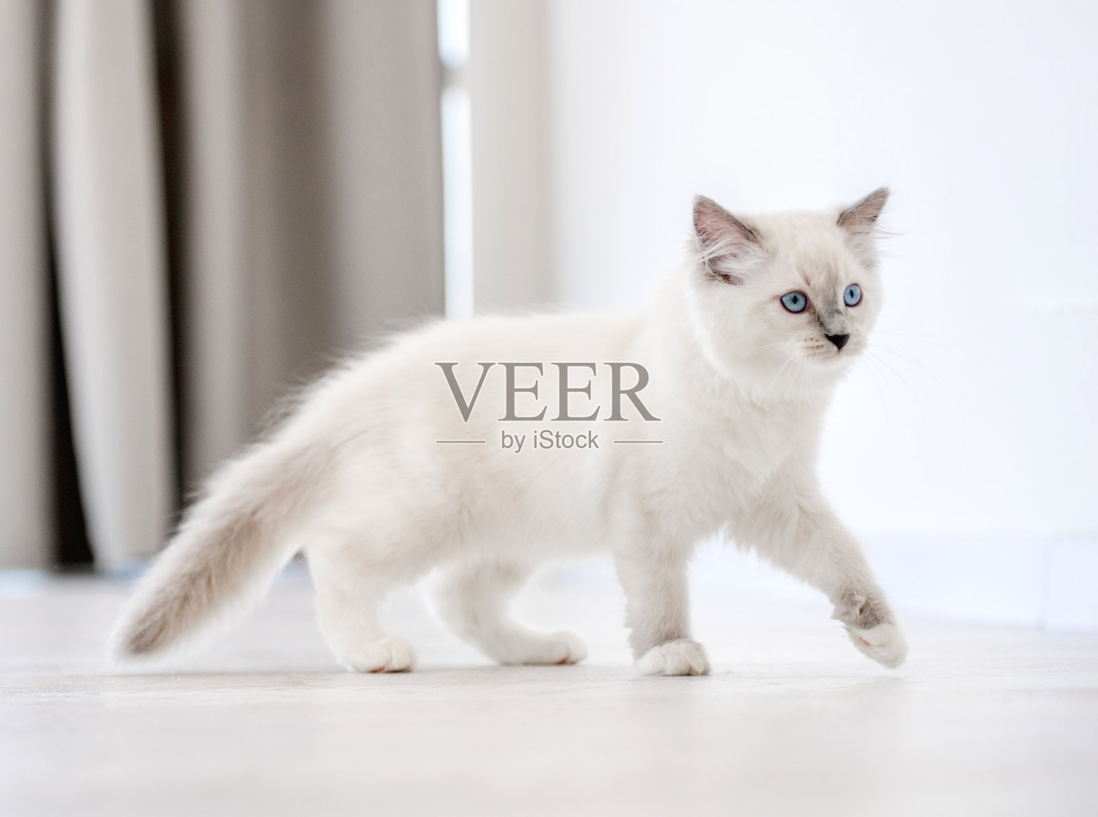 布娃娃猫在明亮的房间照片摄影图片