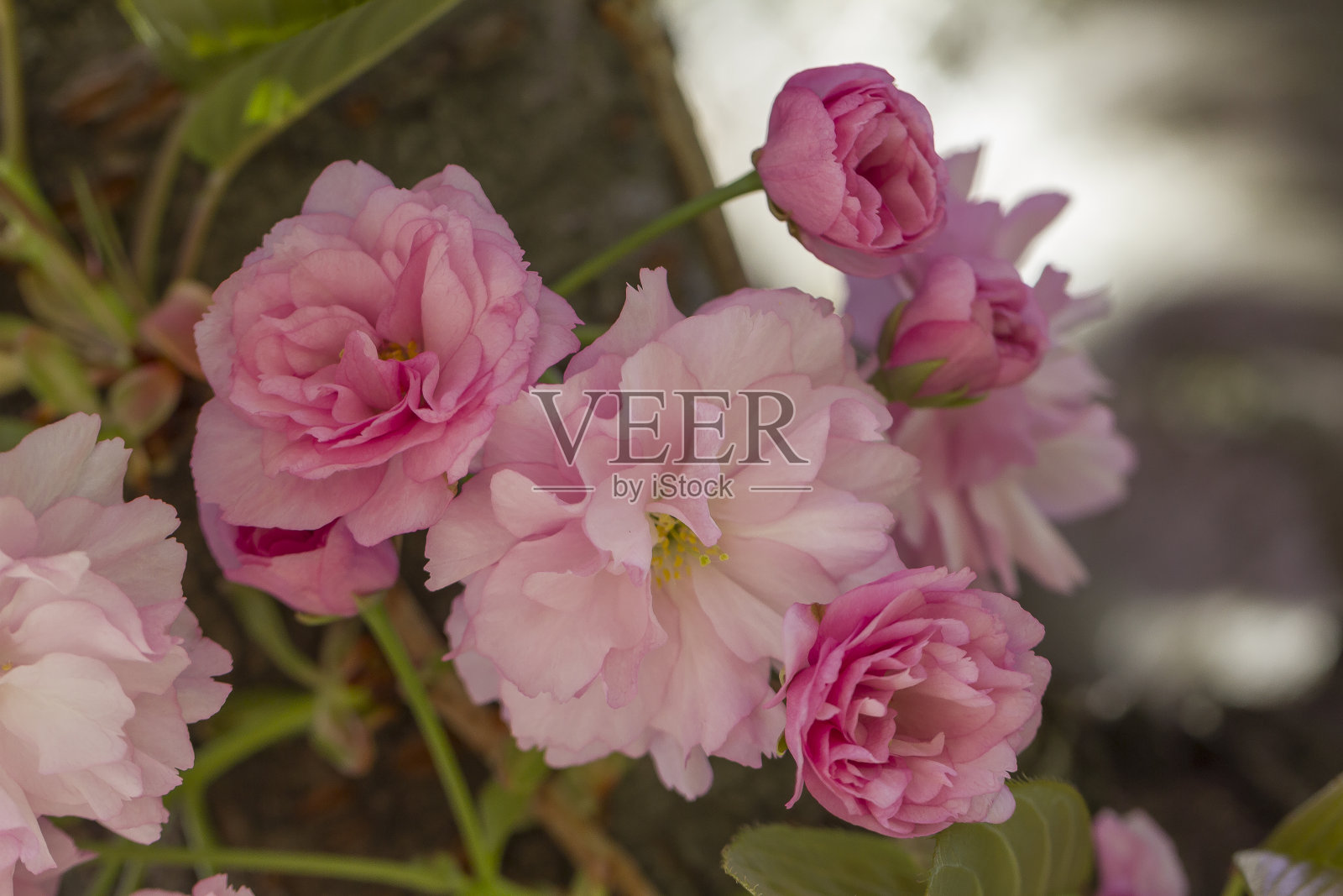 樱花照片摄影图片