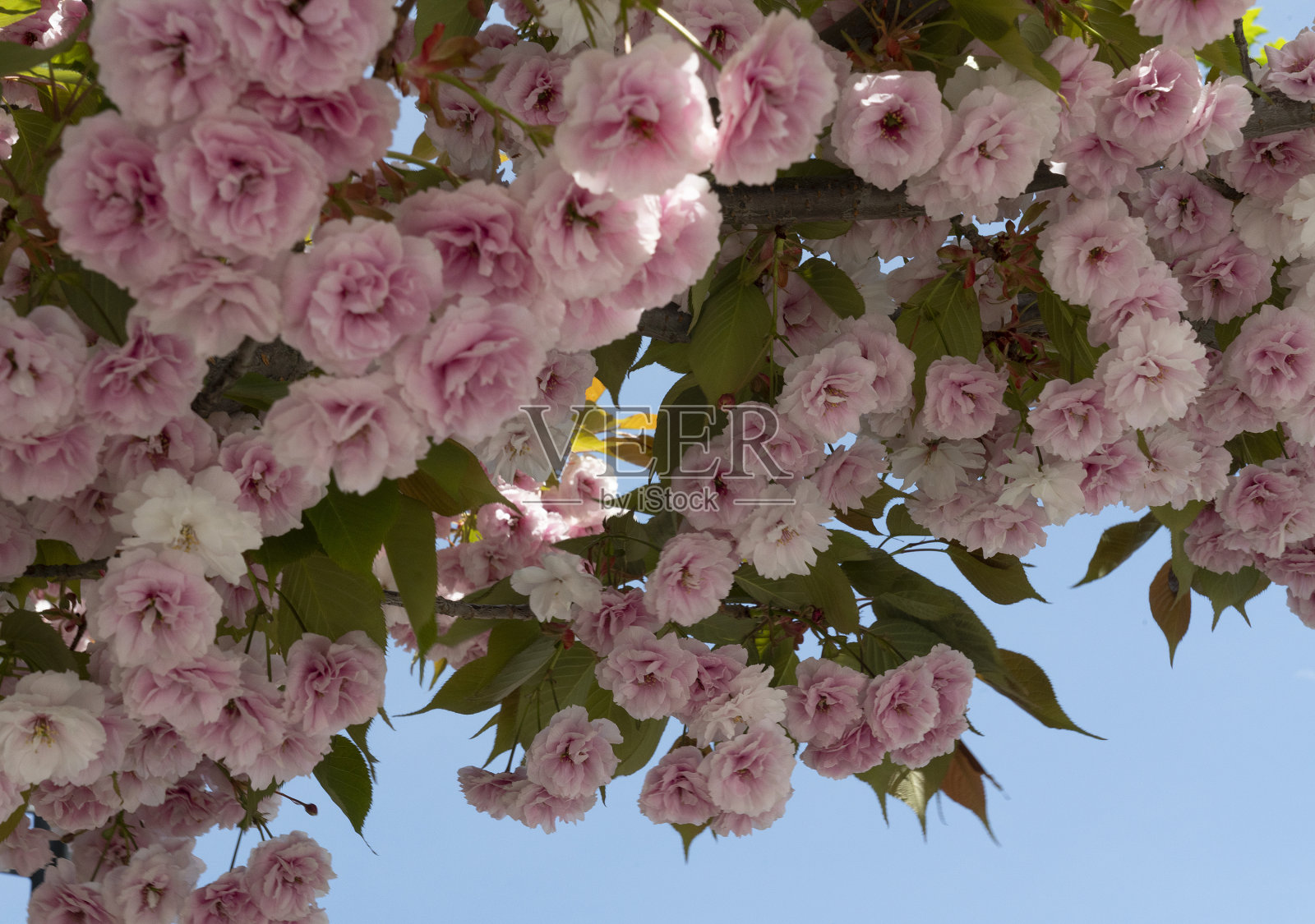 春天的樱花树，粉红色的花朵和蓝色的天空照片摄影图片