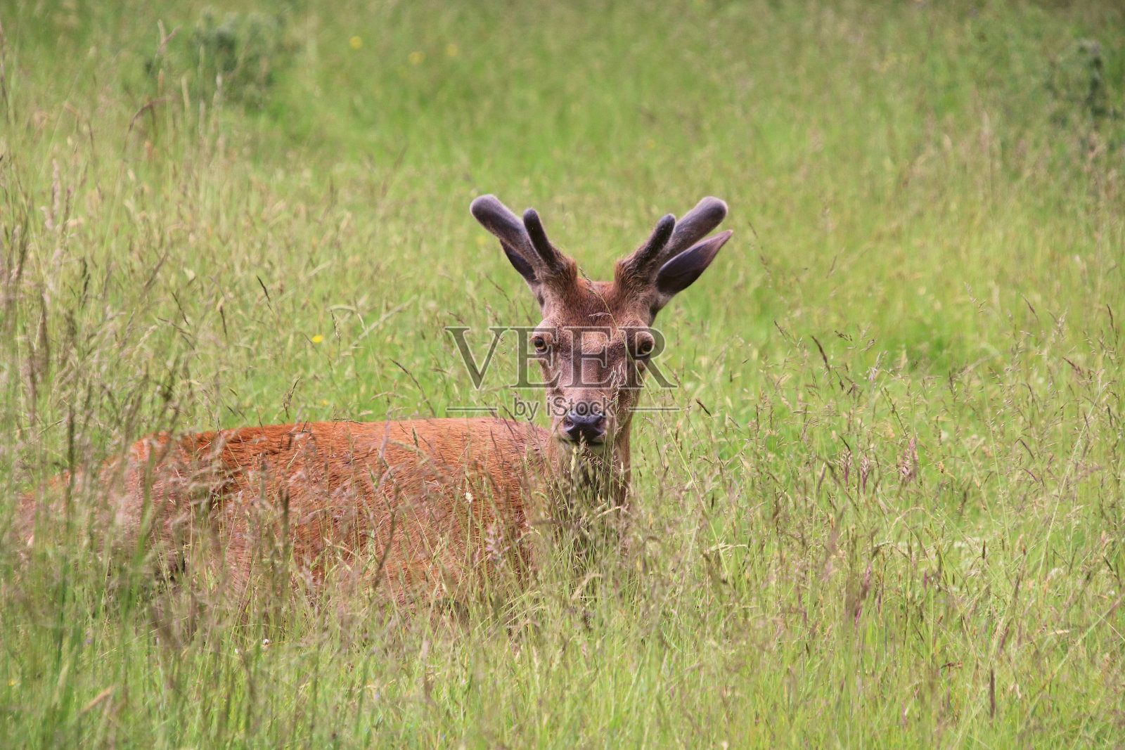 一只马鹿的特写照片摄影图片