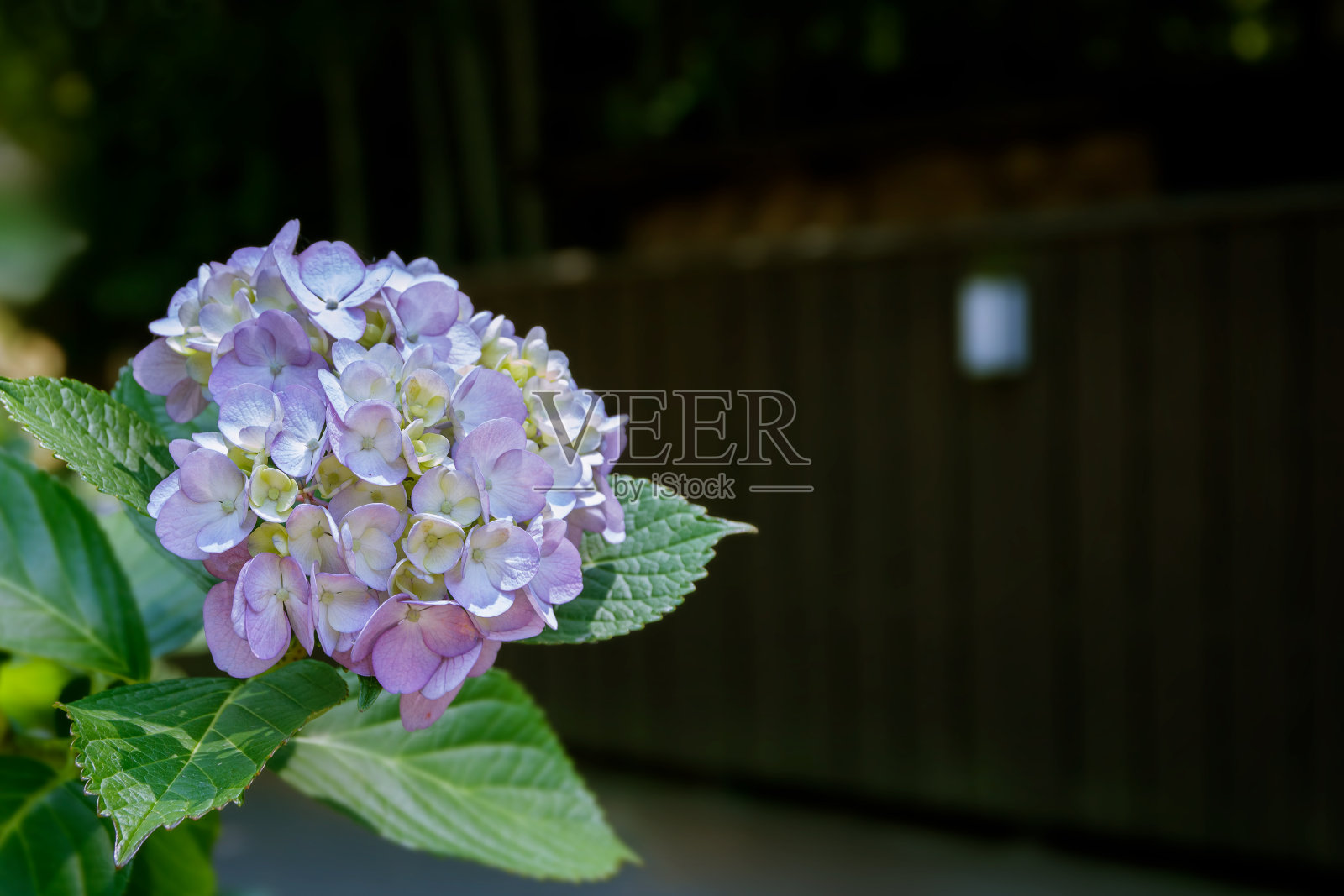 一个轮子的绣球花和一个木栅栏照片摄影图片