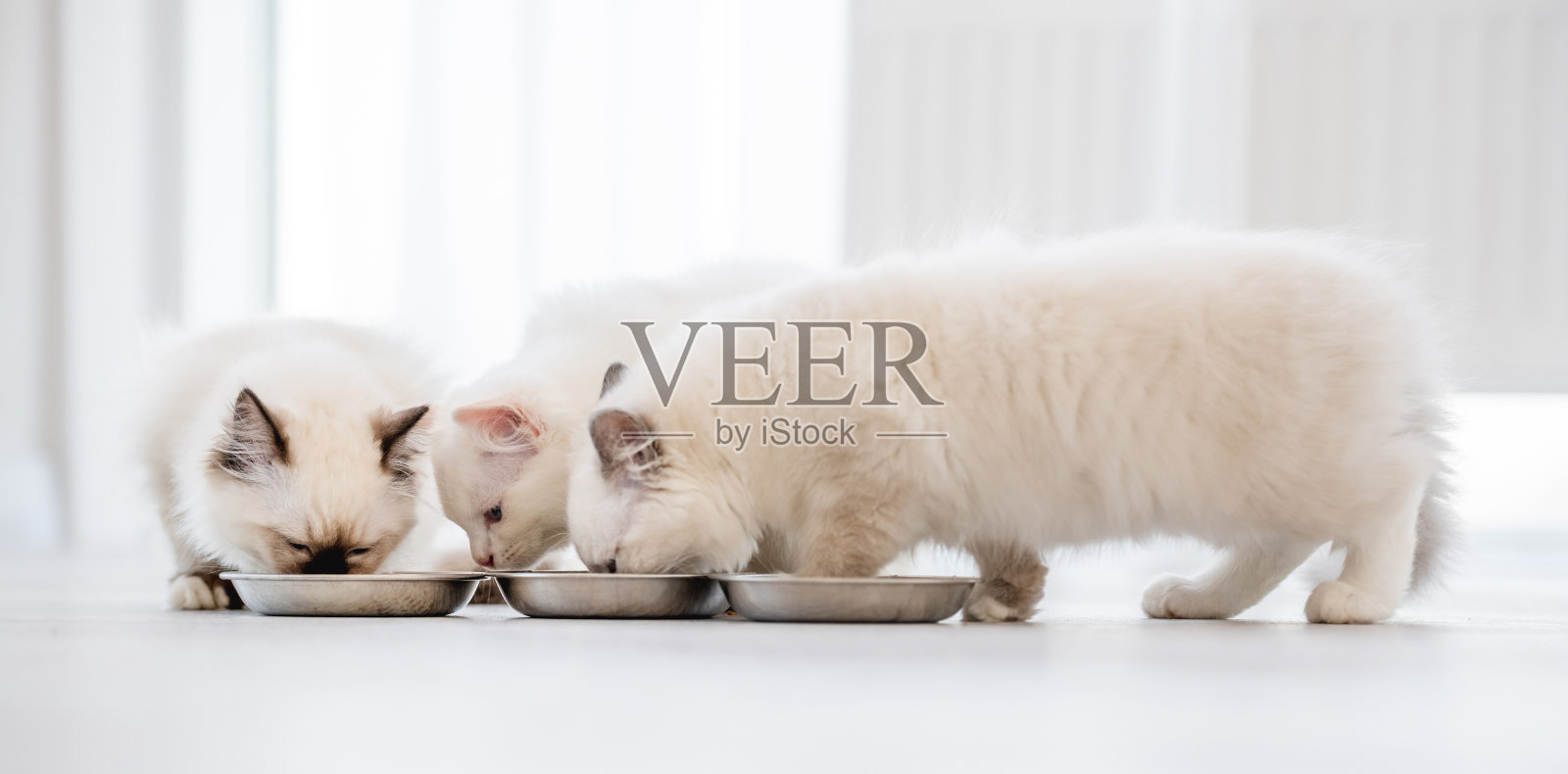 布娃娃猫在光的房间照片摄影图片