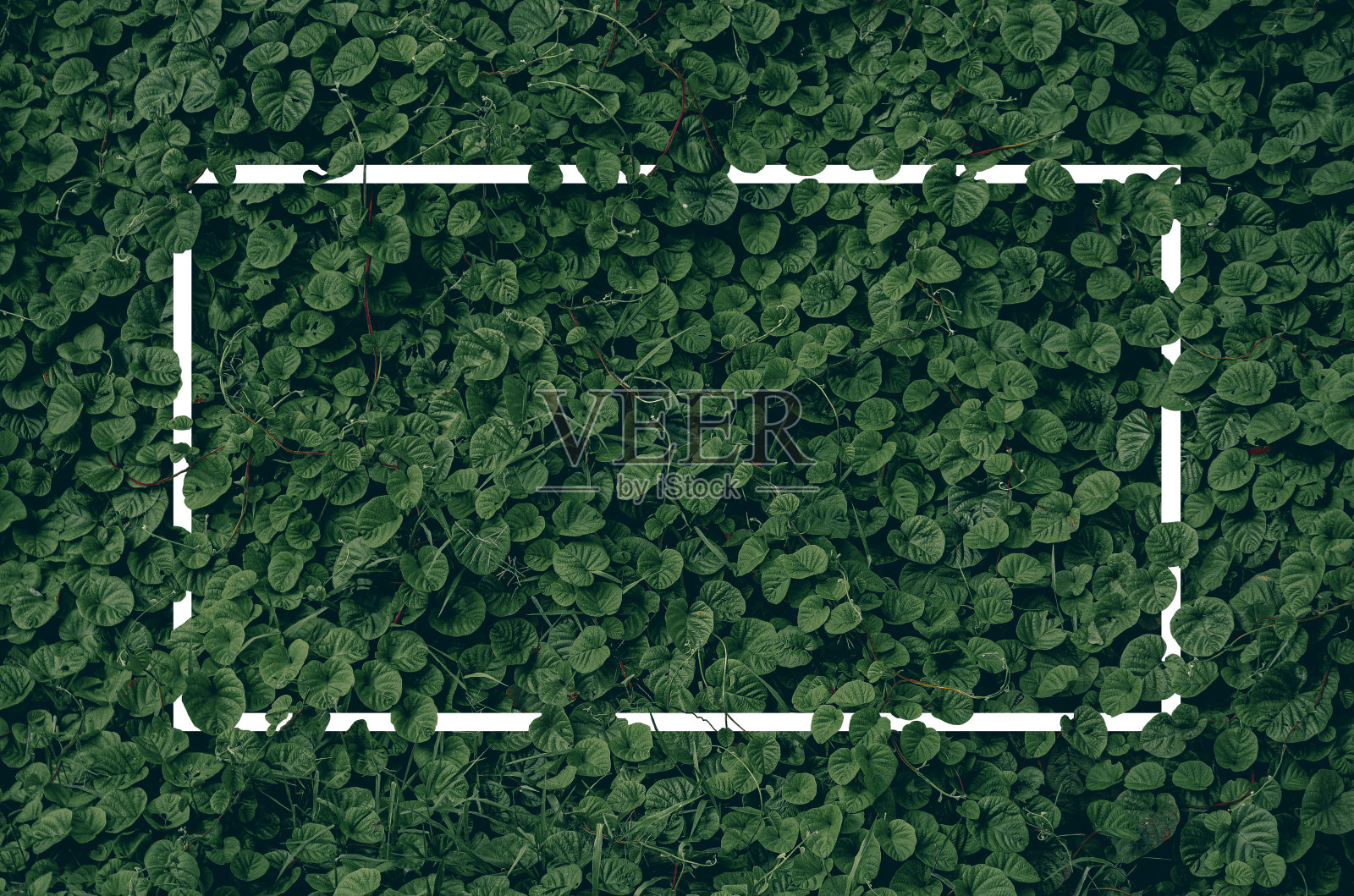 以热带树叶为背景的文本框。照片摄影图片