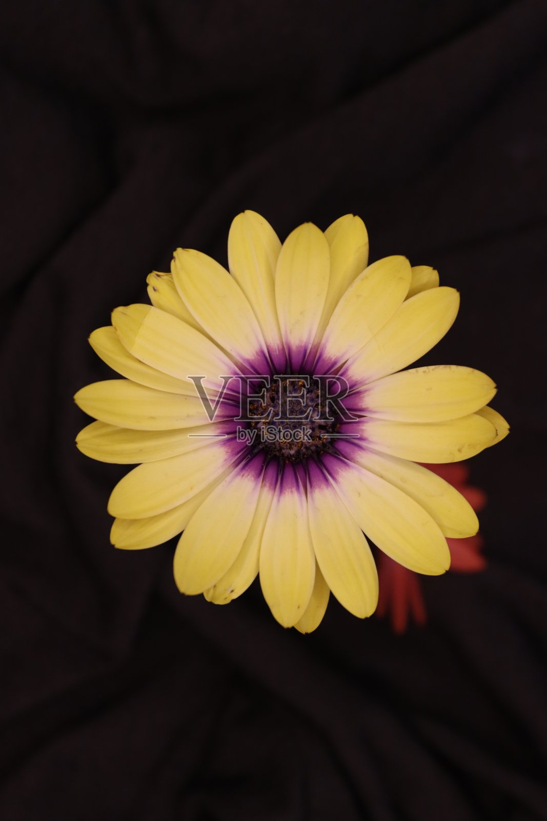 黄色的花照片摄影图片