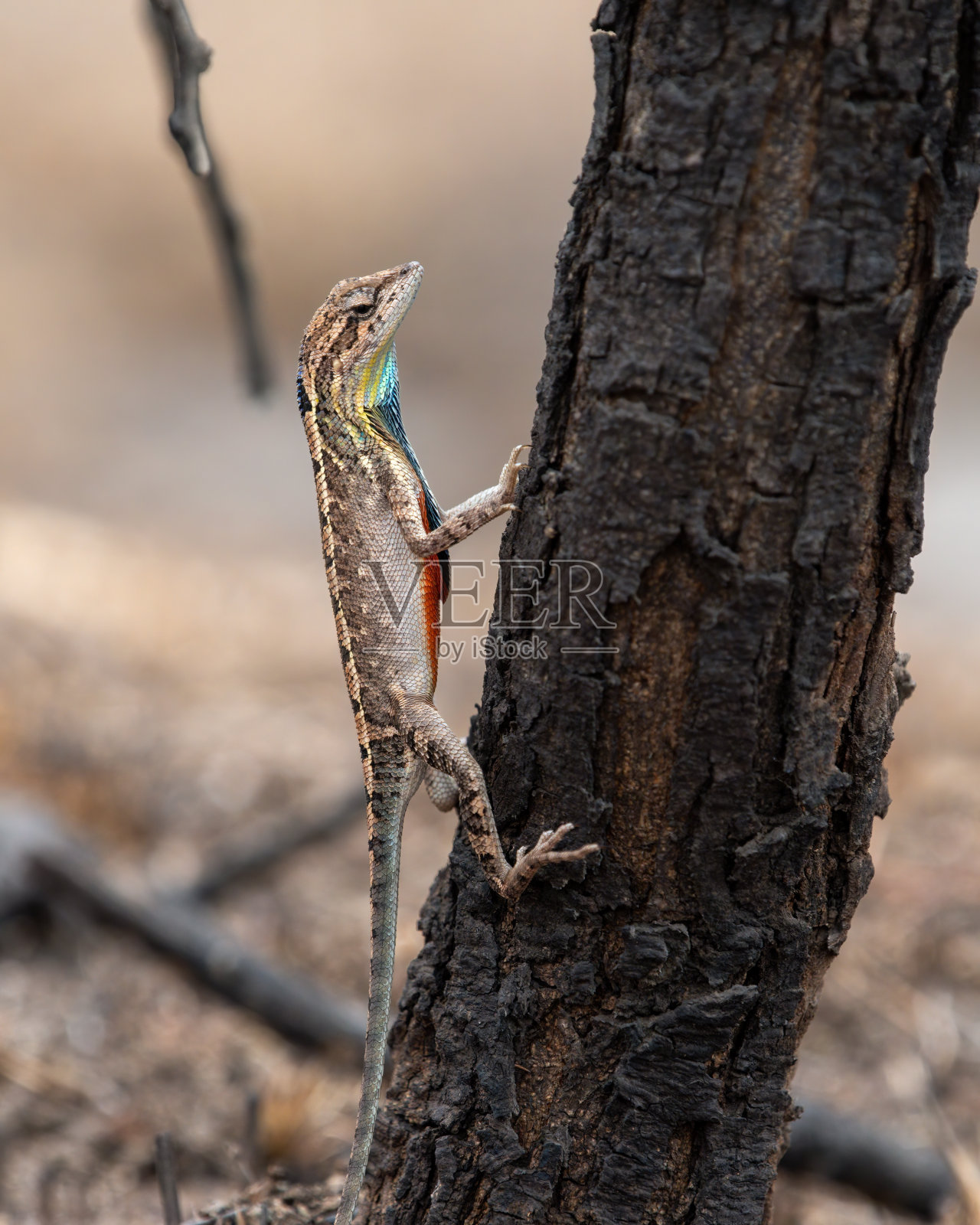 萨拉达superba，一种巨大的扇喉蜥蜴，在交配季节展示出极好的垂喉照片摄影图片