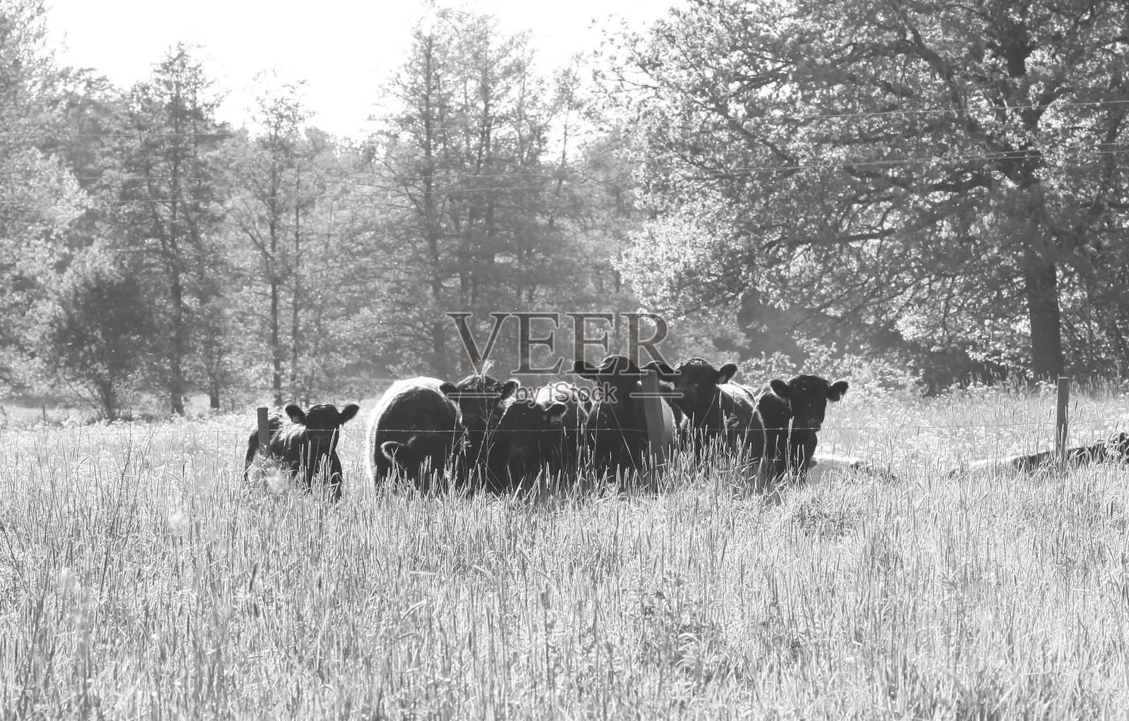 瑞典照片摄影图片