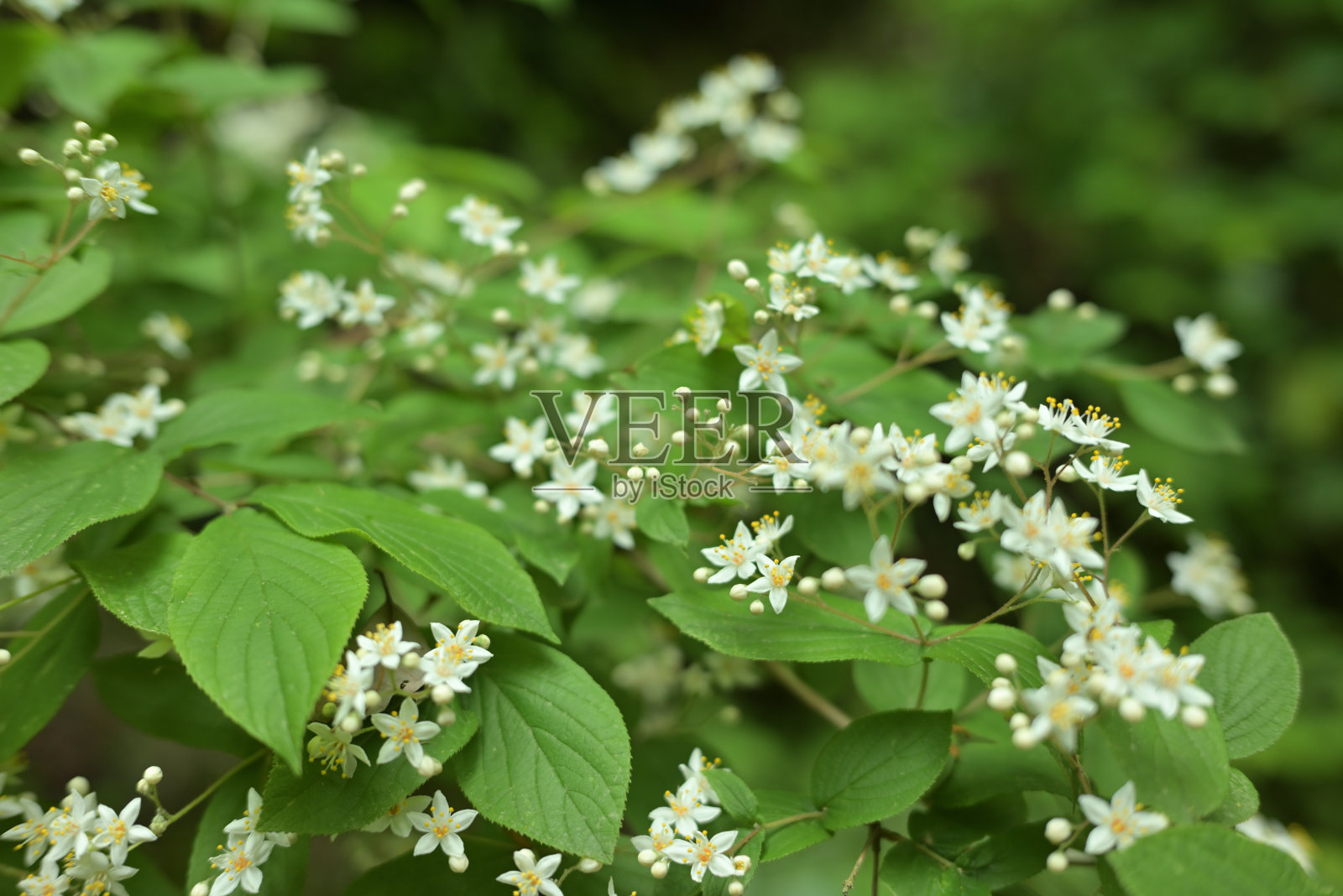 新长出绿叶的高尾山树木，日本东京(2022年5月)照片摄影图片