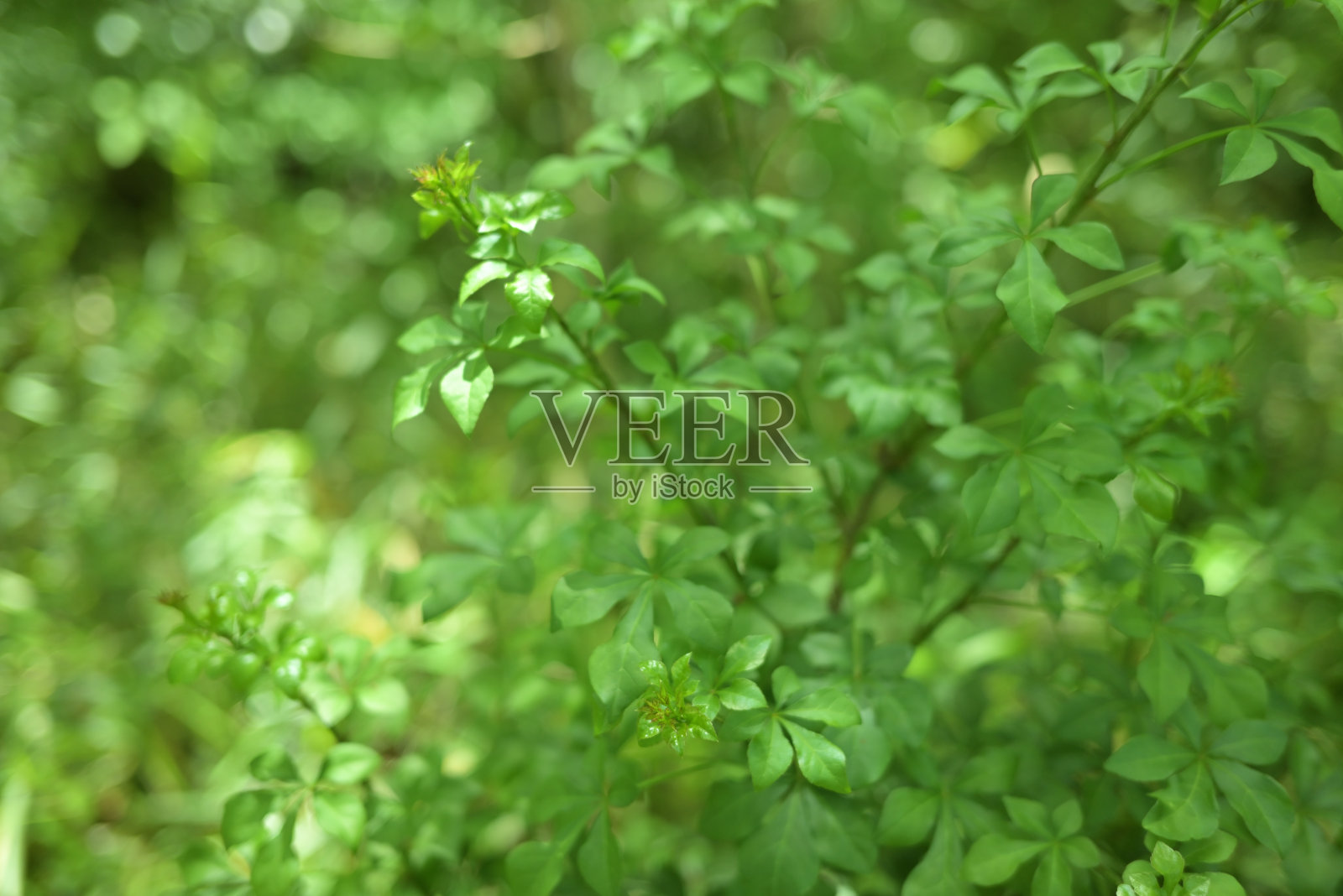 新长出绿叶的树木，日本东京玉川九井(2022年4月- 5月)照片摄影图片