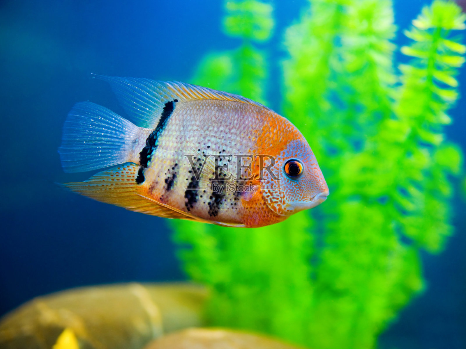 色彩斑斓的鱼照片摄影图片