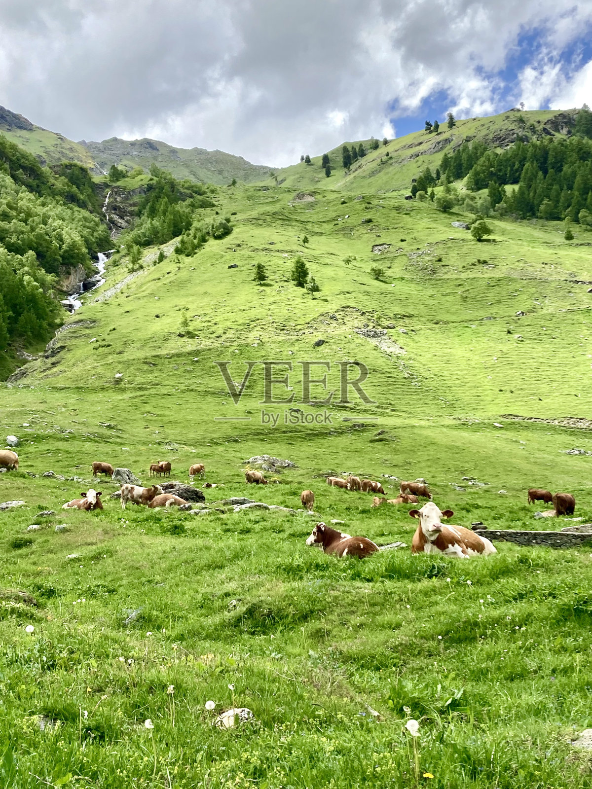 瑞士-瓦莱州-津纳尔村和奶牛照片摄影图片