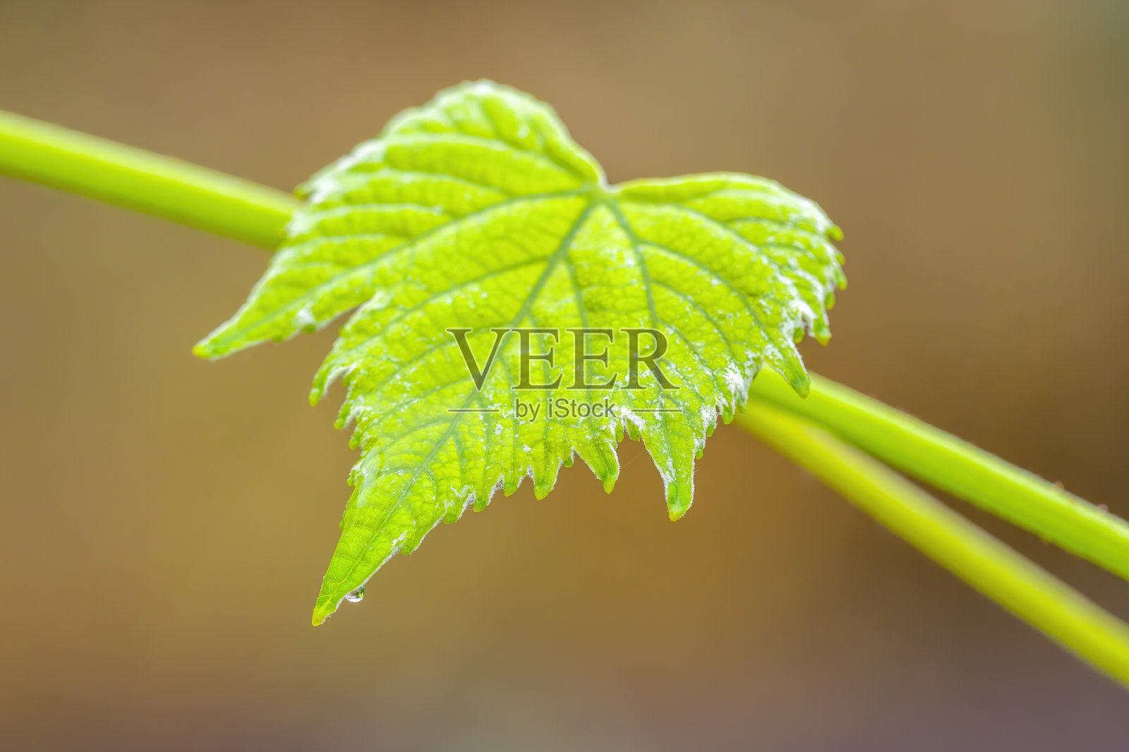 树枝上有绿葡萄酒的叶子在森林里照片摄影图片