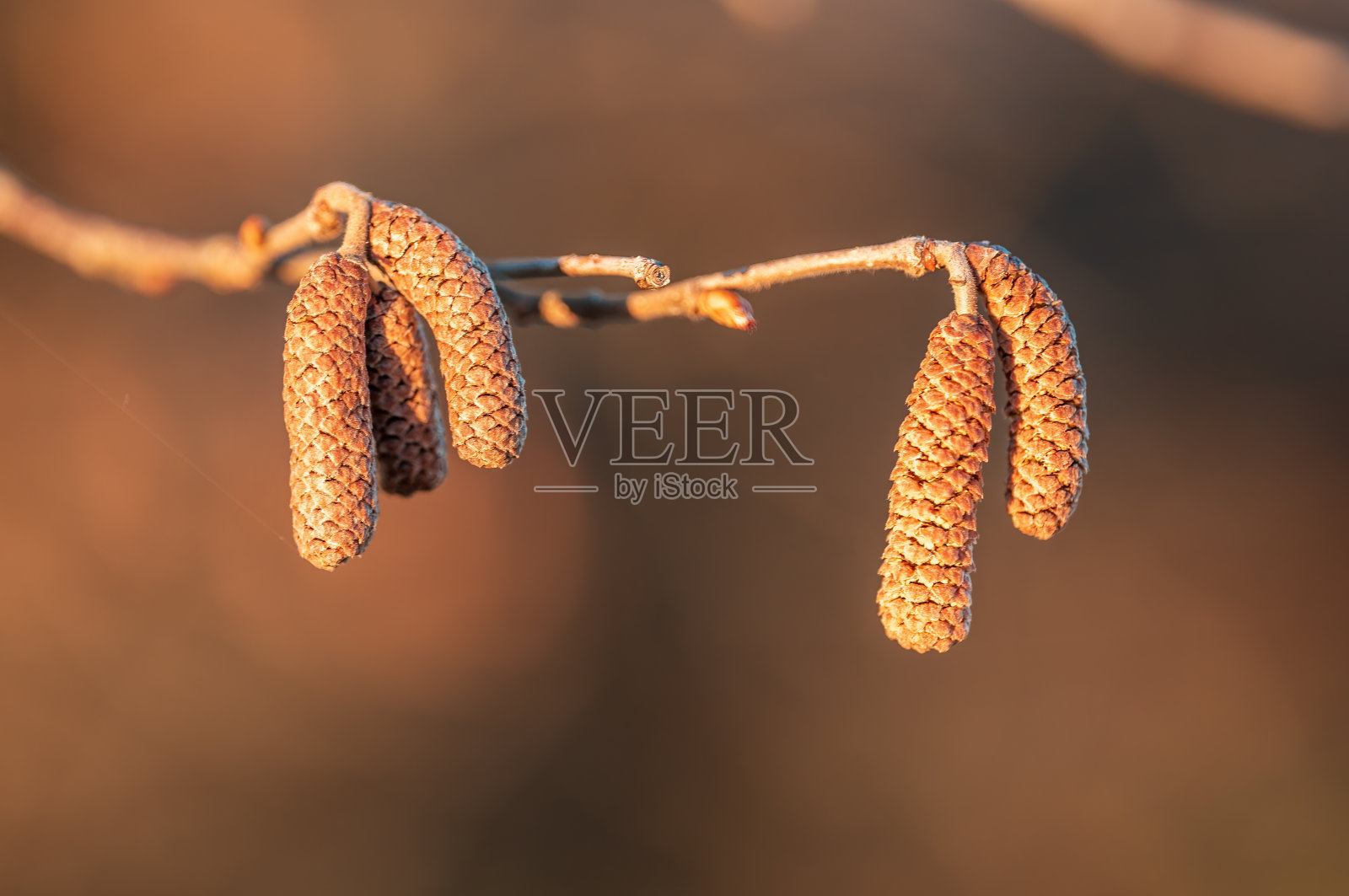 树枝上有棕色的榛子花照片摄影图片