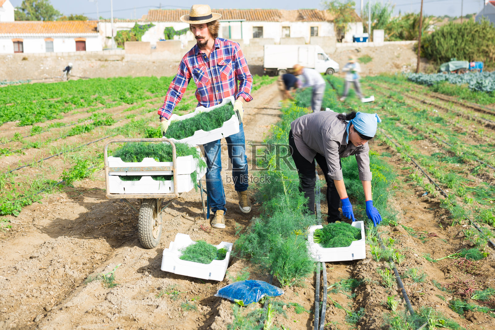一个男人把一箱箱小茴香放在花园推车上，运到仓库照片摄影图片