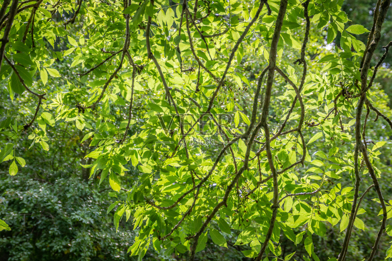 阳光透过悬垂的树叶照射进来照片摄影图片