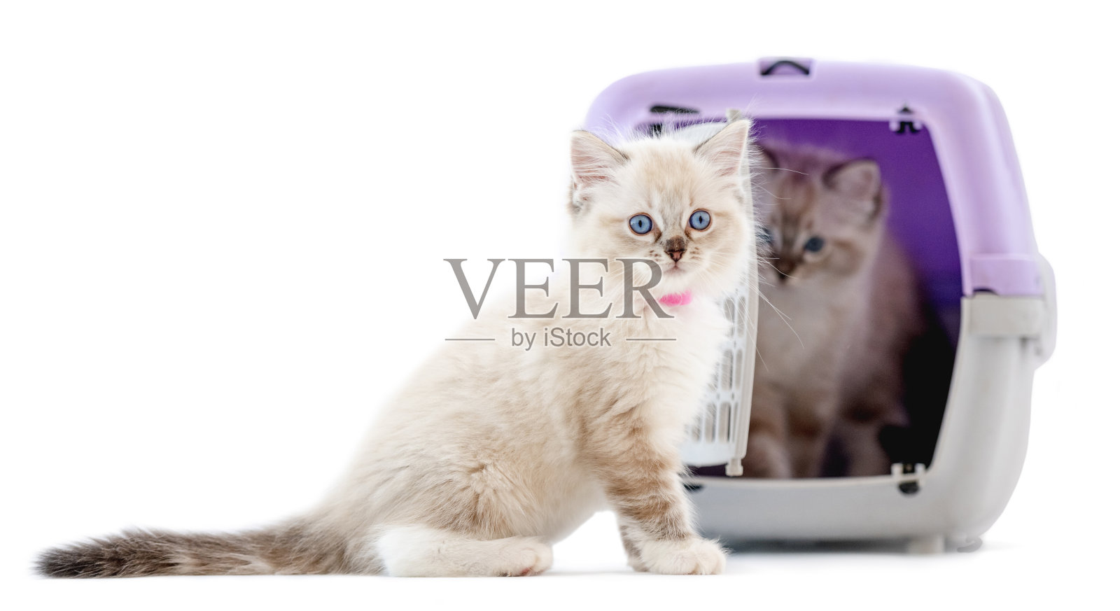 布娃娃小猫孤立在白色背景照片摄影图片