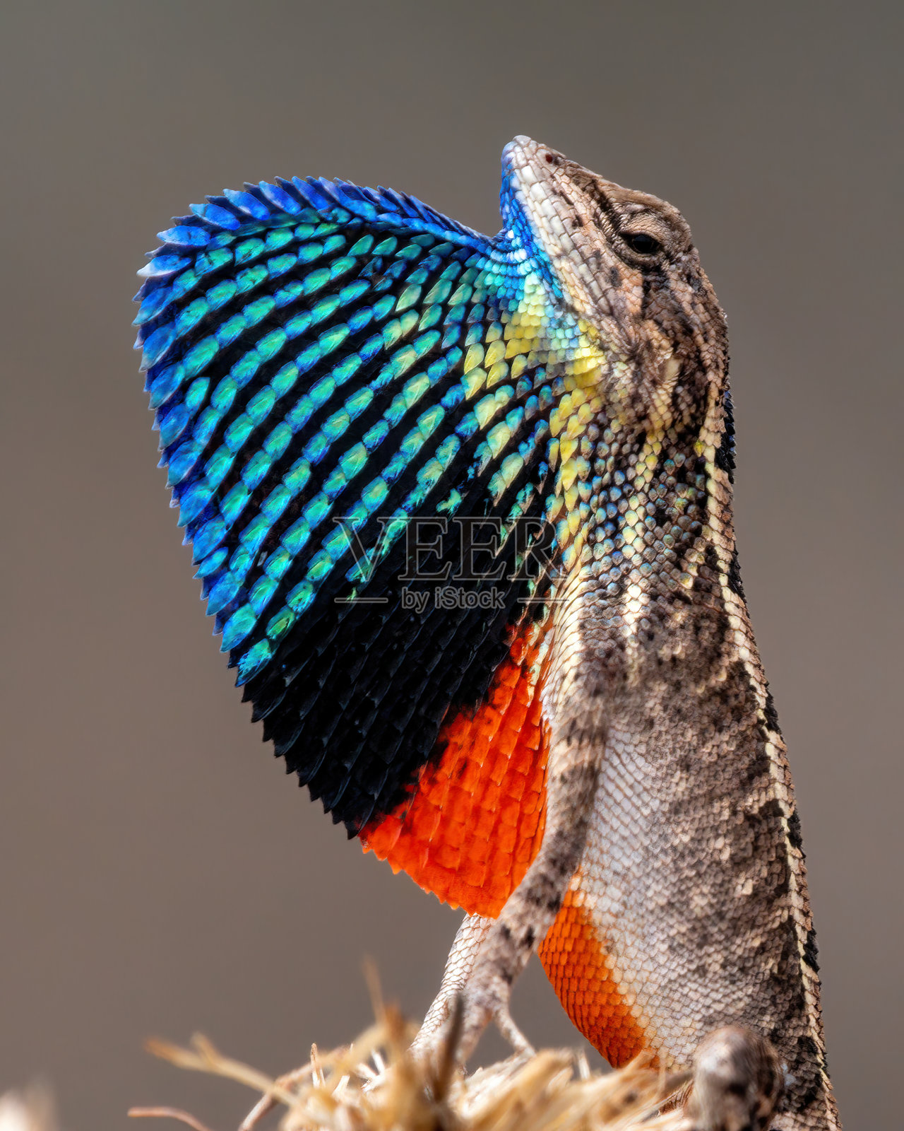 萨拉达superba，一种巨大的扇喉蜥蜴，在交配季节展示出极好的垂喉照片摄影图片