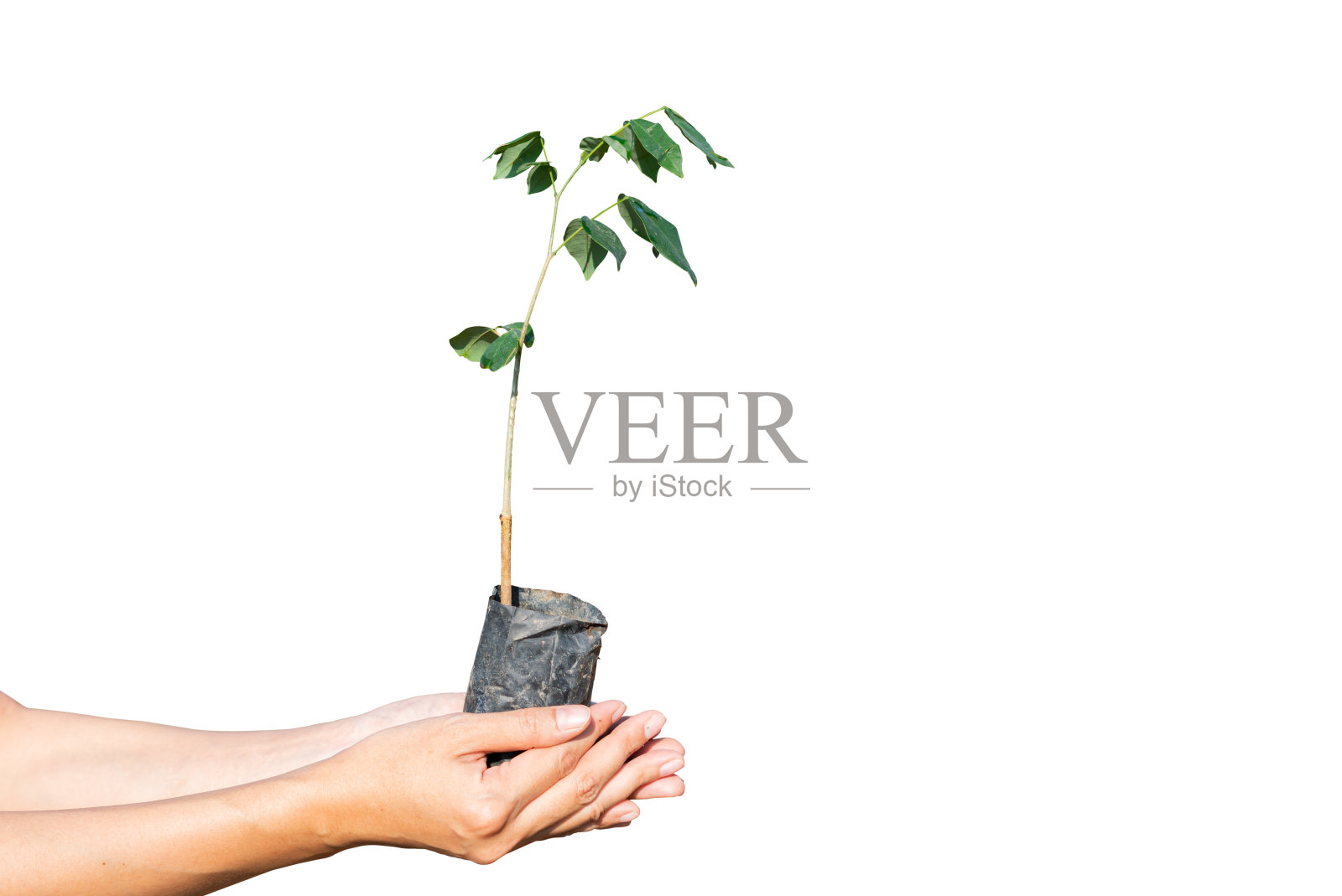 手抱着一个年轻的植物孤立在白色背景与修剪路径照片摄影图片