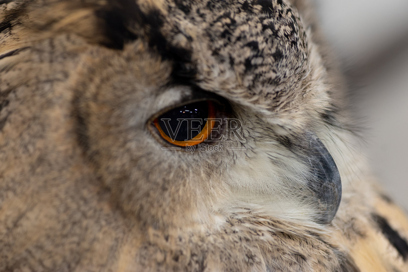 鹰枭照片摄影图片