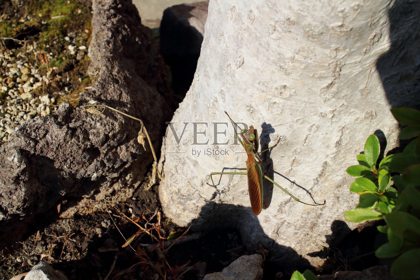 螳螂在根部照片摄影图片
