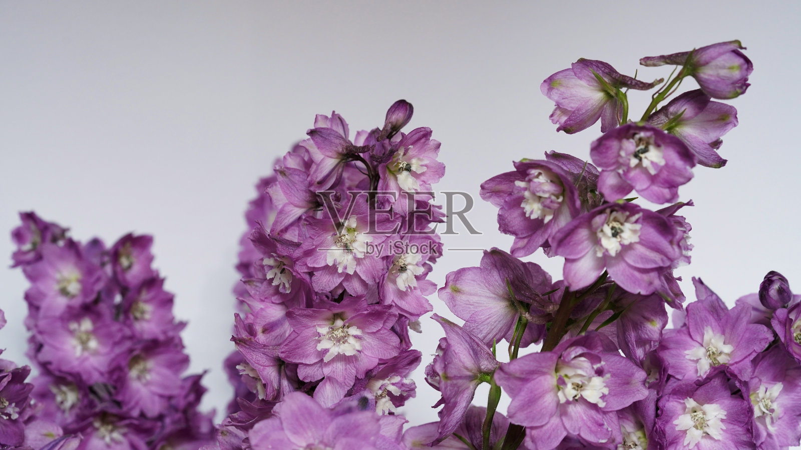 特写照片紫色飞燕草的分支在灰色的背景，季节性的花盛开在花园。美丽自然的旗帜，婚礼的卡片。夏日野花，拷贝空间，选择性聚焦。宏照片摄影图片