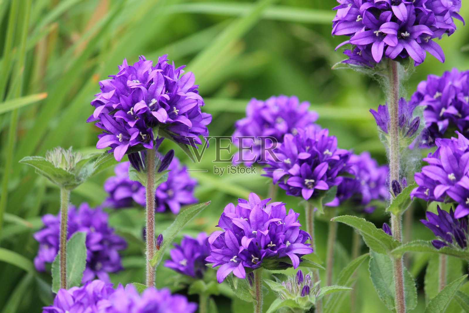 簇状风铃花(Campanula glomerata)在夏季花园花坛上近距离种植照片摄影图片