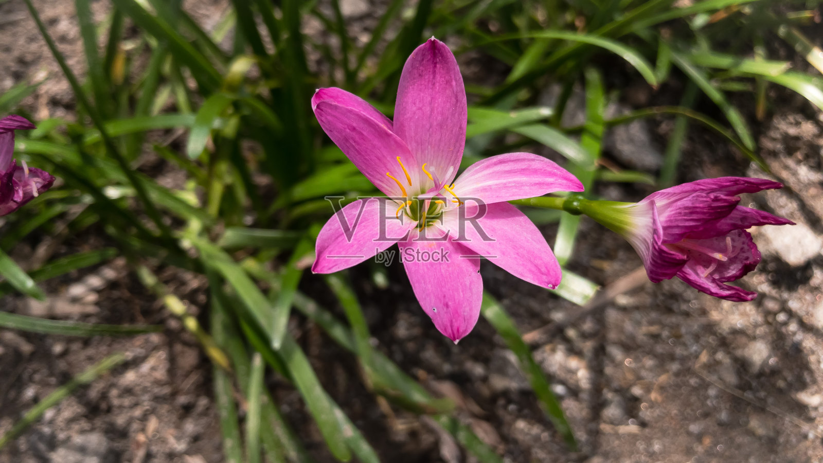 粉嫩的和风花瓣照片摄影图片