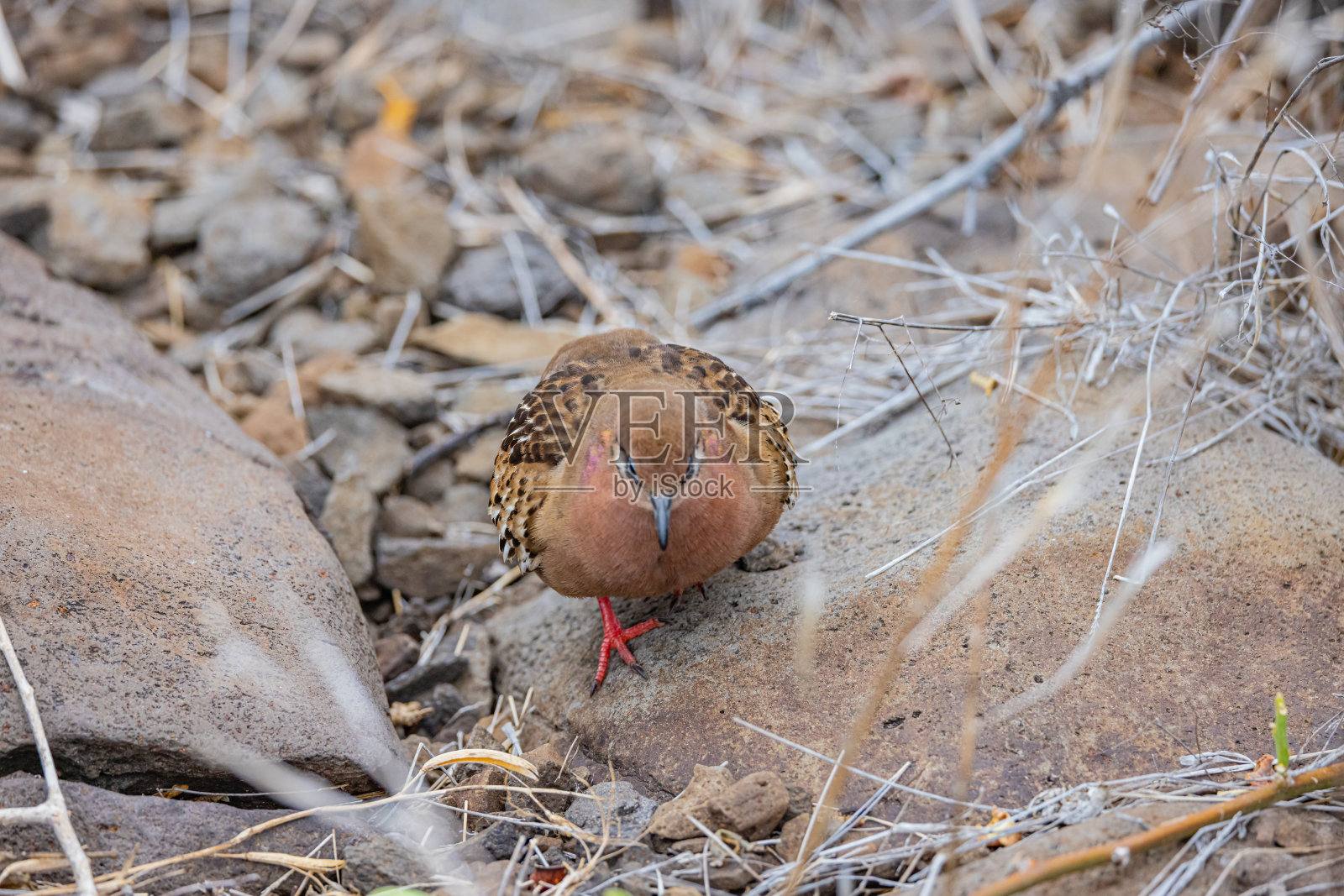 加拉帕戈斯群岛鸽子搜索照片摄影图片