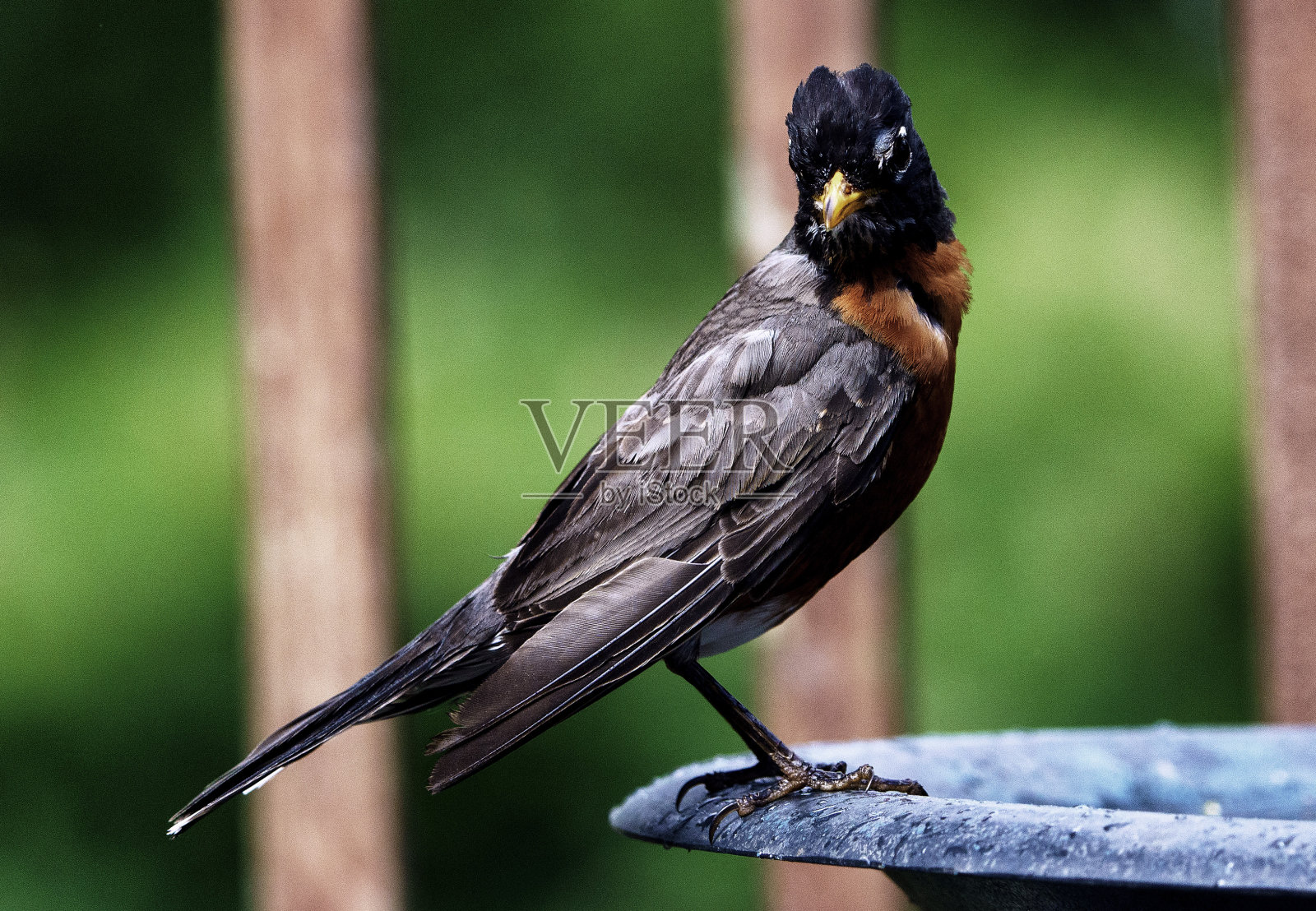 美国罗宾在洗鸟浴照片摄影图片