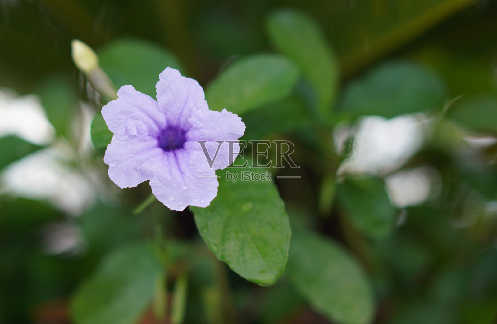 紫色花，单瓣照片摄影图片