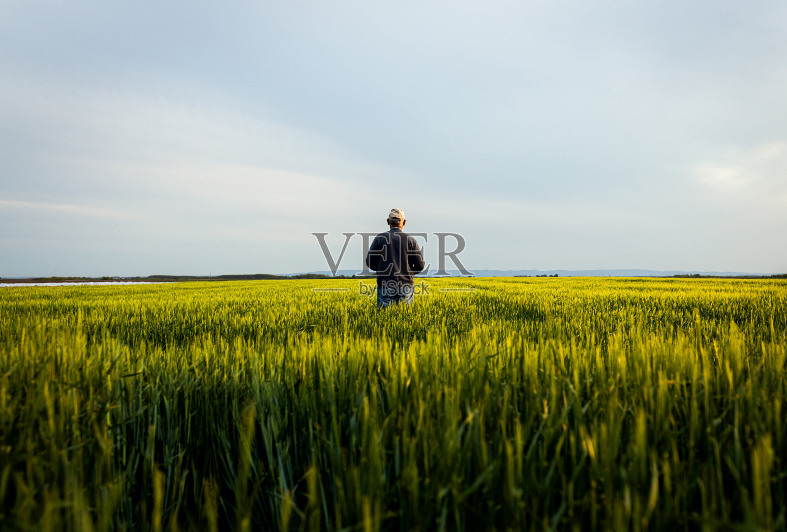 一位年长的农民站在大麦田里检查庄稼。照片摄影图片