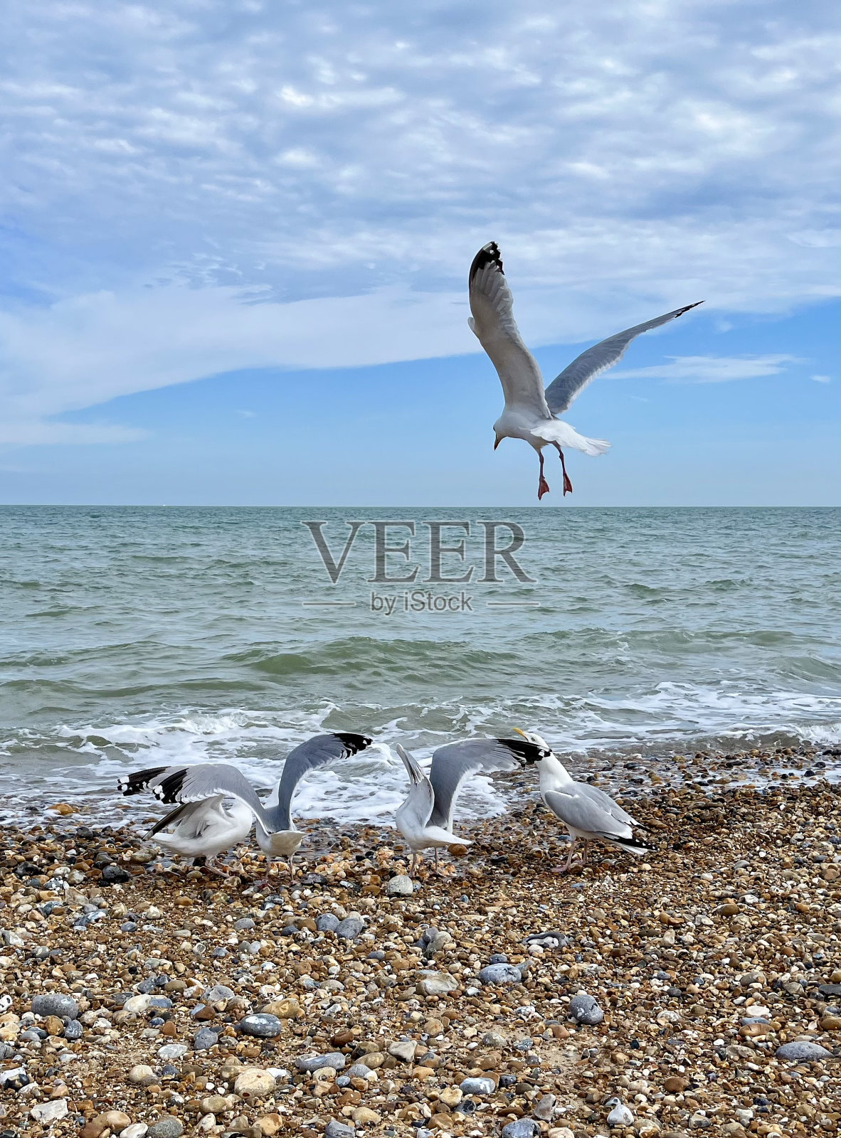 海鸥照片摄影图片