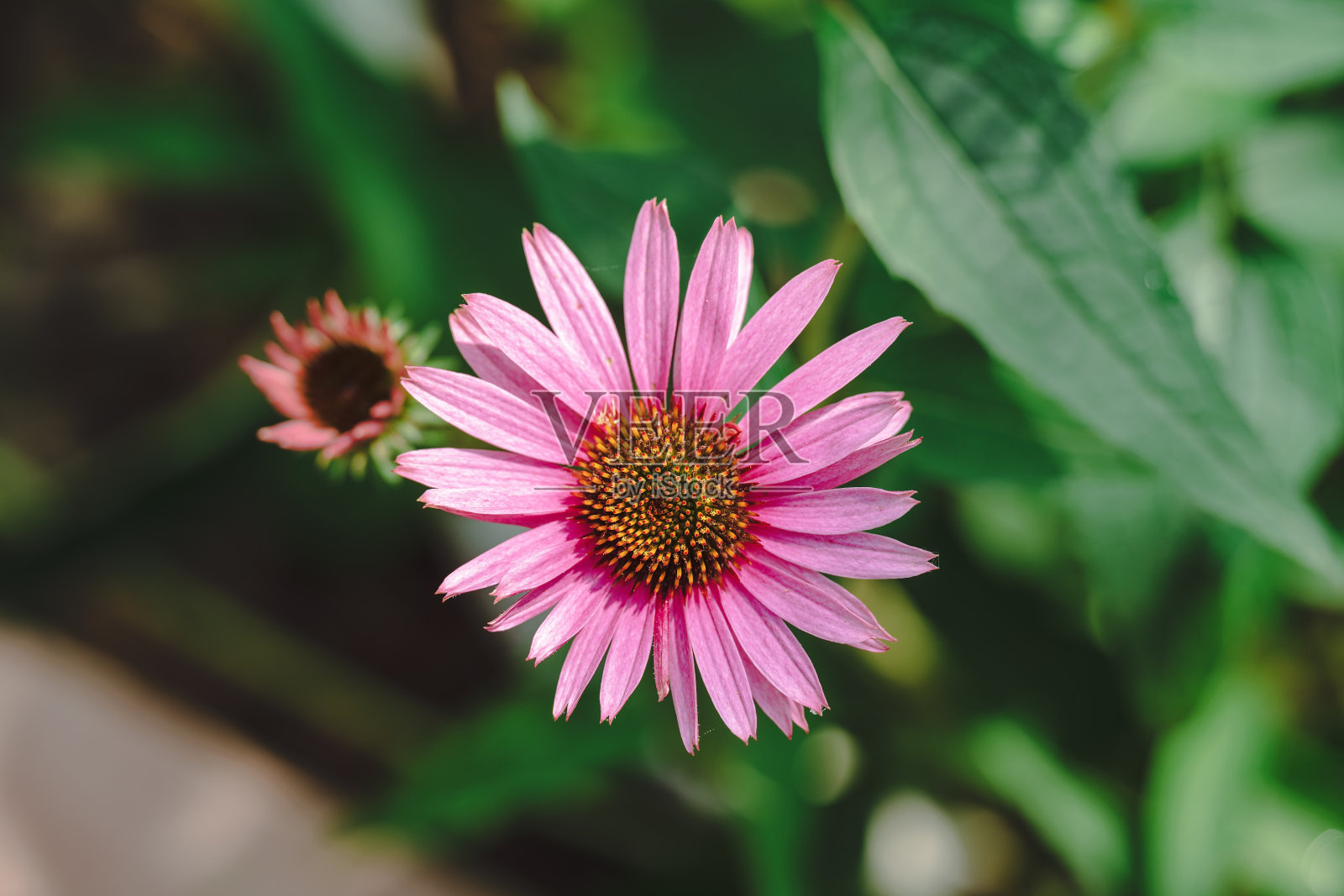 阳光明媚的花朵照片摄影图片
