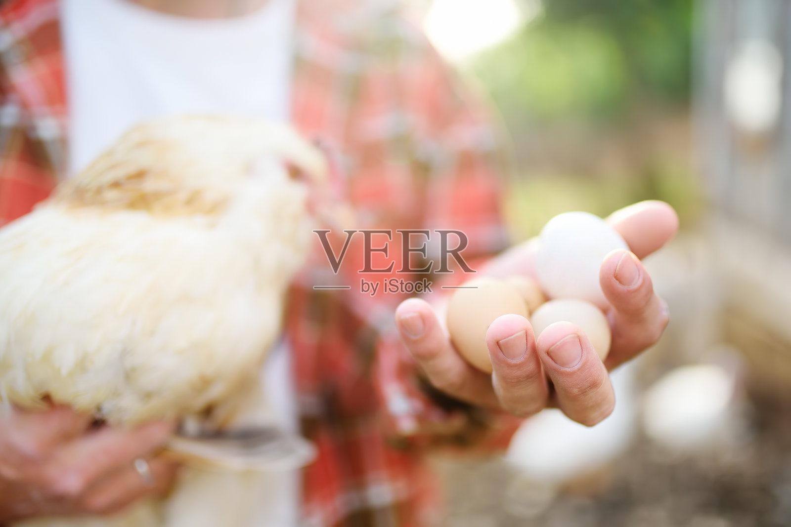 农民在养鸡场收集新鲜有机鸡蛋。地板笼散养鸡是现代家禽养殖的发展趋势。本地业务。照片摄影图片