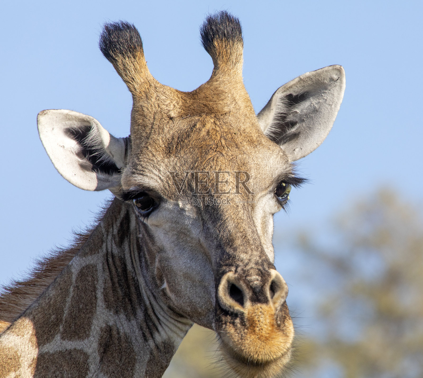 长颈鹿特写照片摄影图片