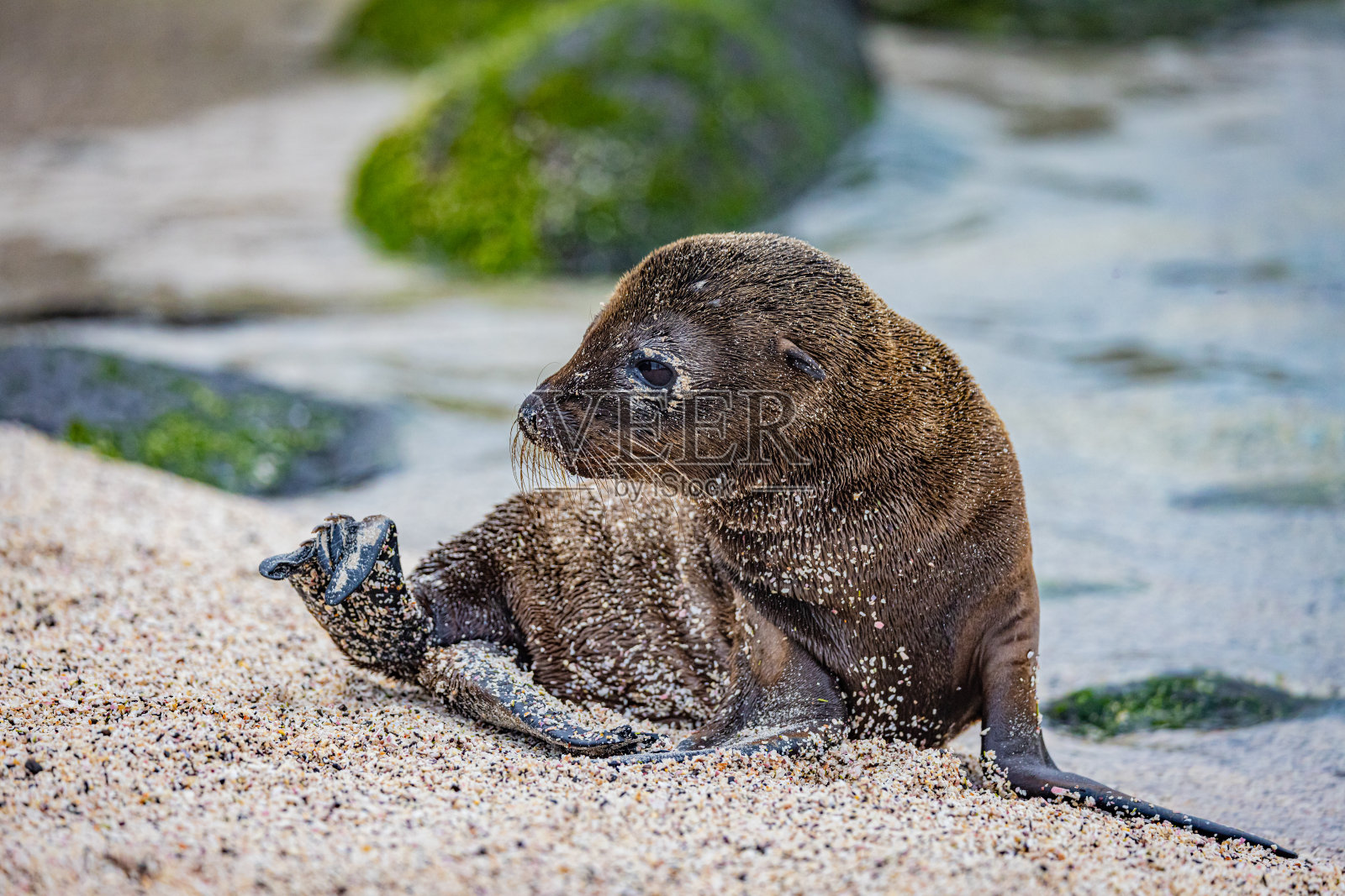 海狮幼崽照片摄影图片