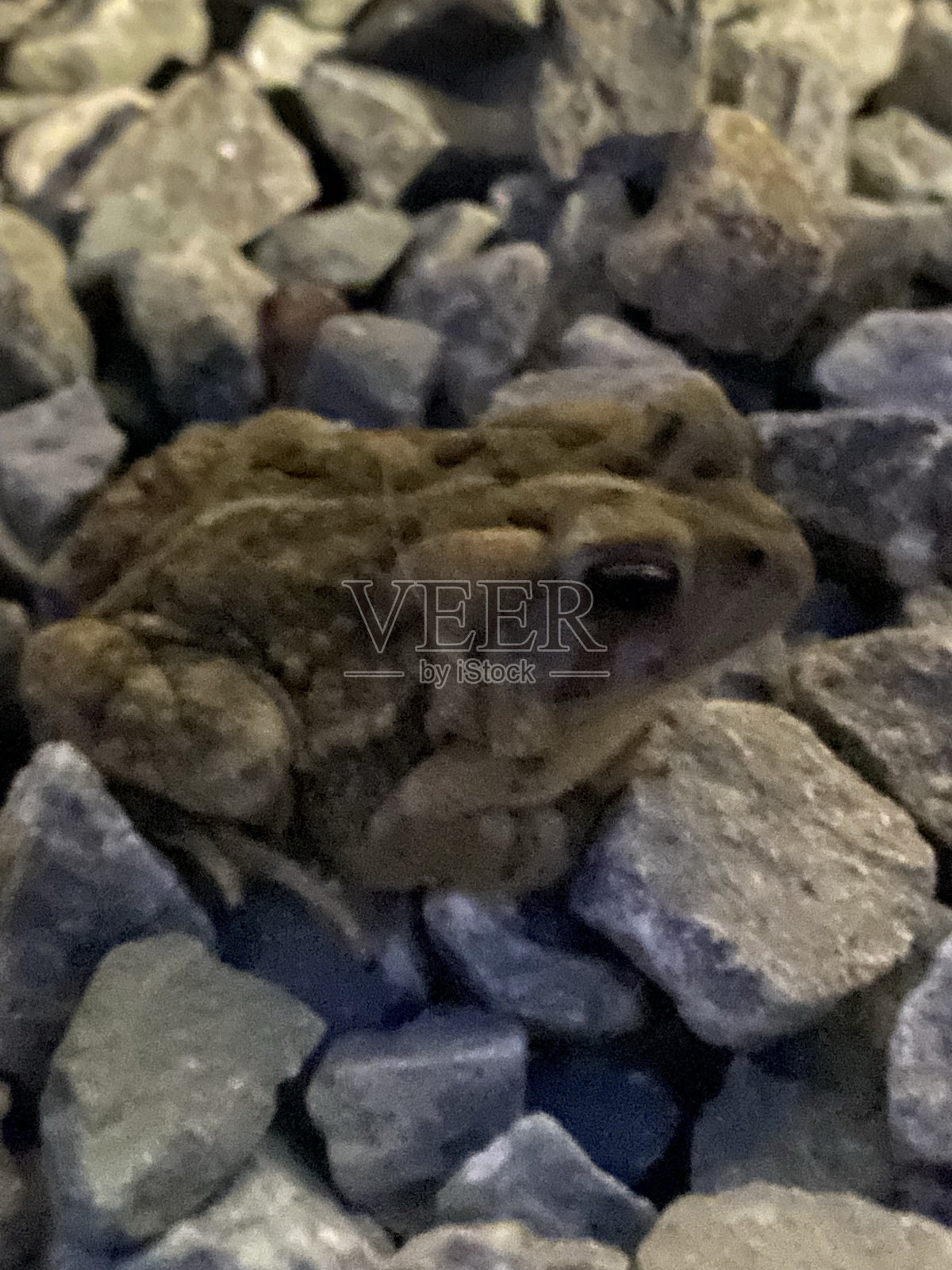 青蛙照片照片摄影图片