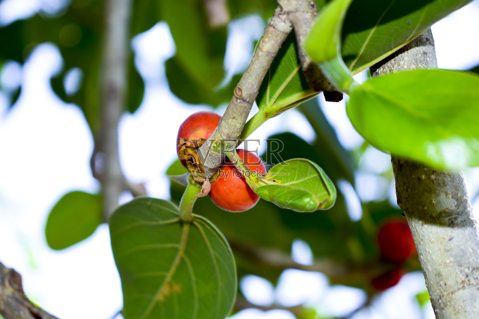 榕树叶和红果照片摄影图片