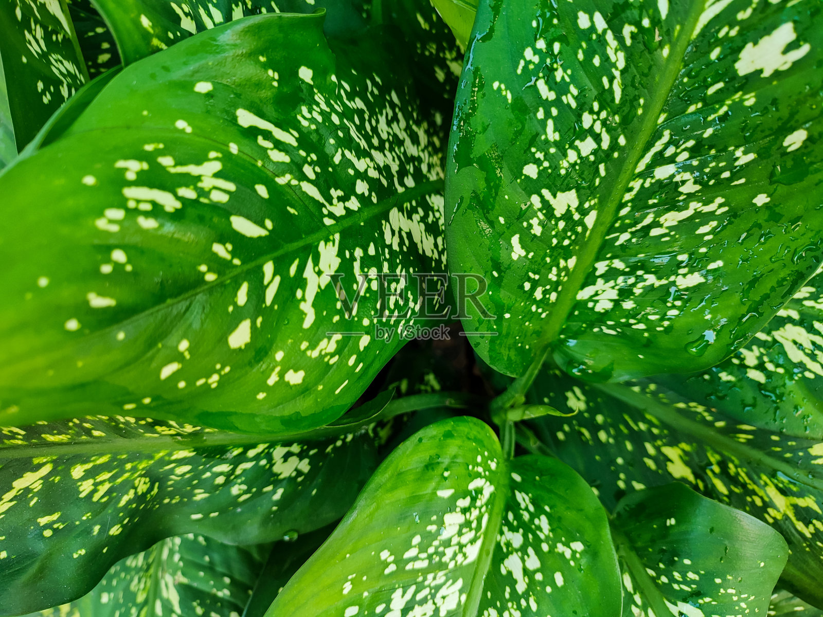 绿色背景的山葵植物照片摄影图片