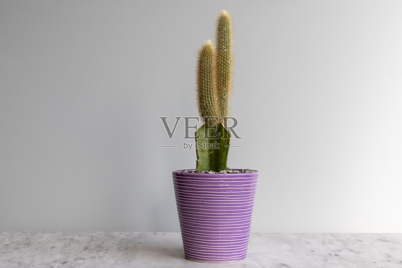 隐心草嫁接在仙人掌上，种植在一个色彩斑斓的花盆中照片摄影图片