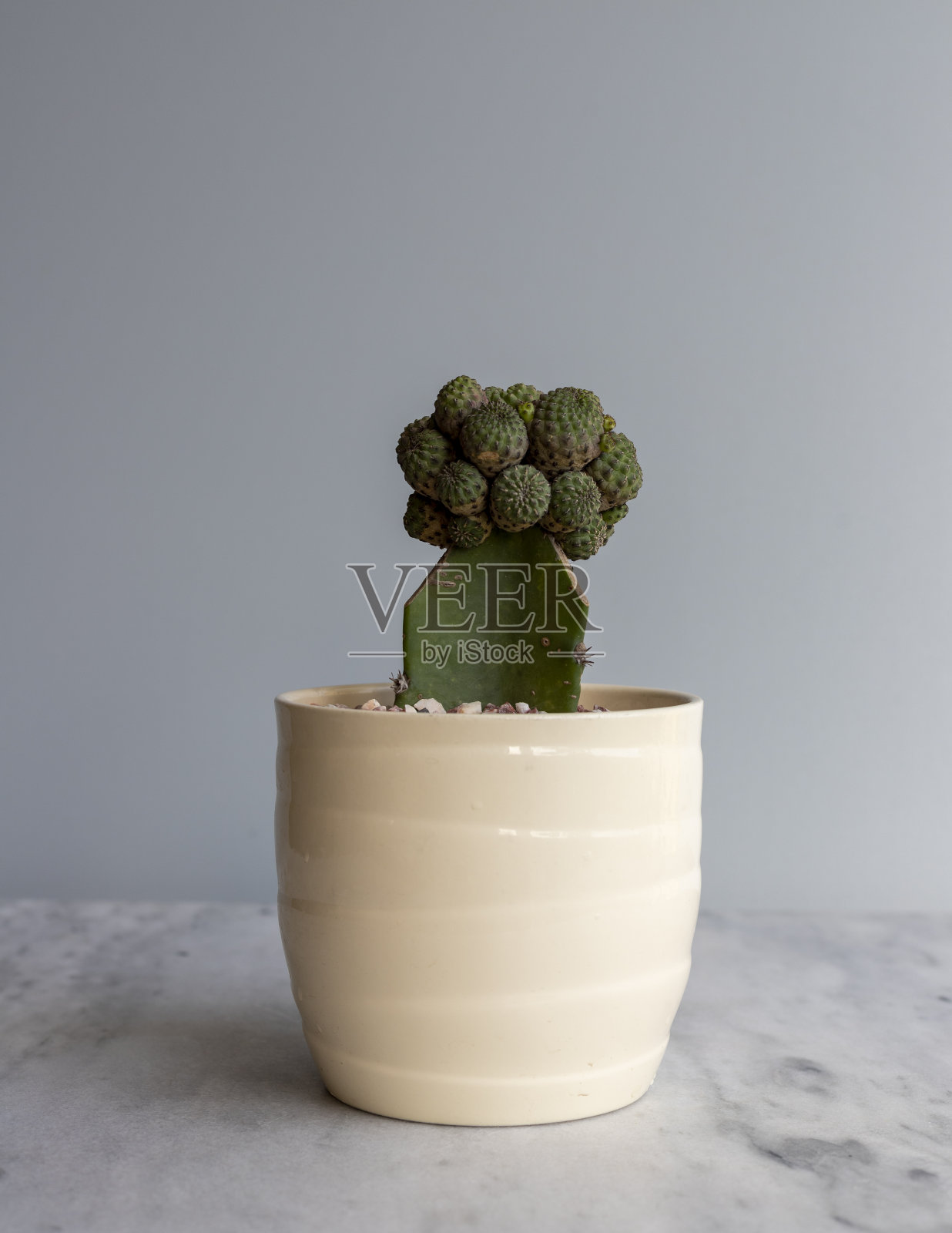 嫁接仙人掌在一个白色陶瓷锅近距离观察照片摄影图片